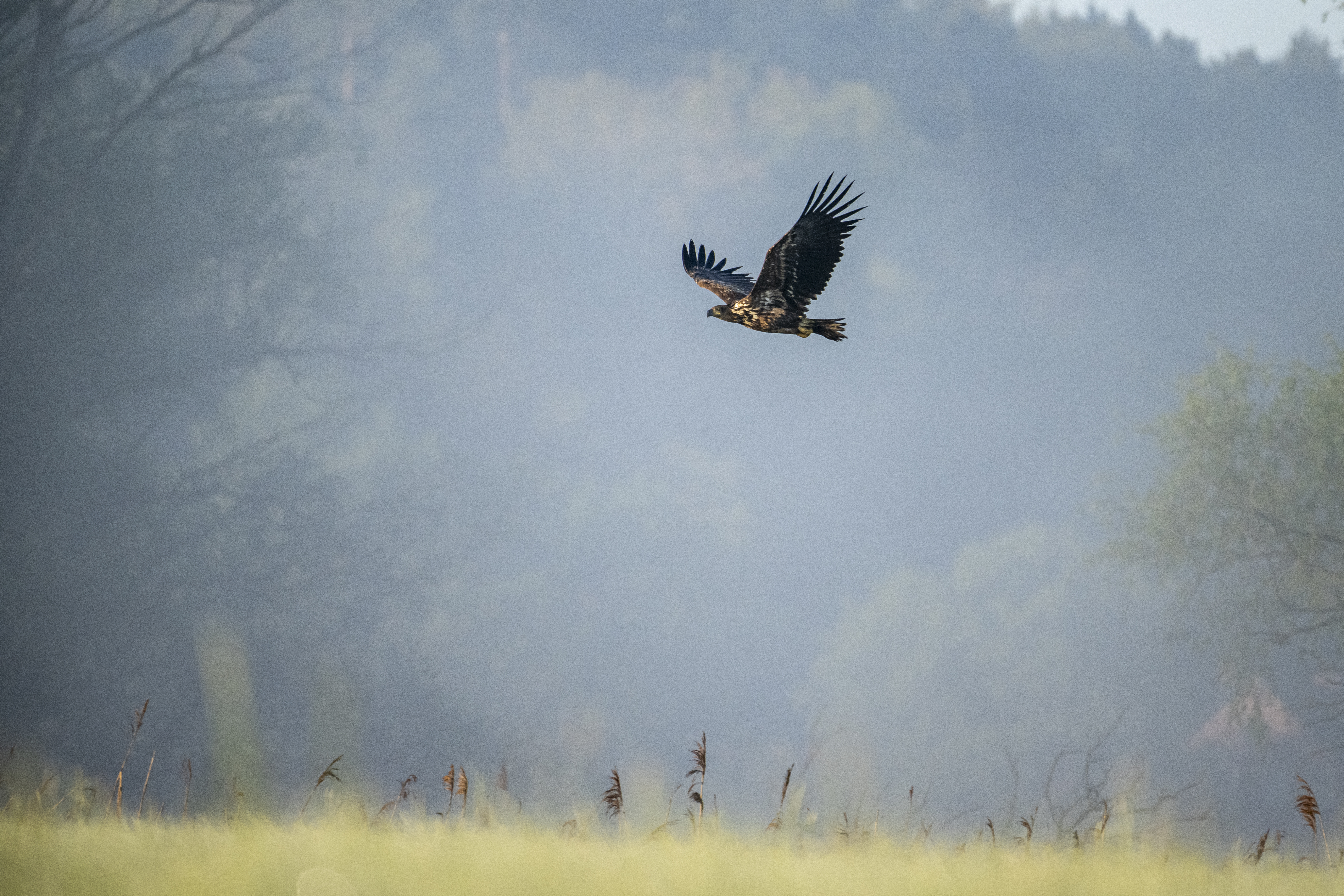 Seeadler in der Elbtalaue