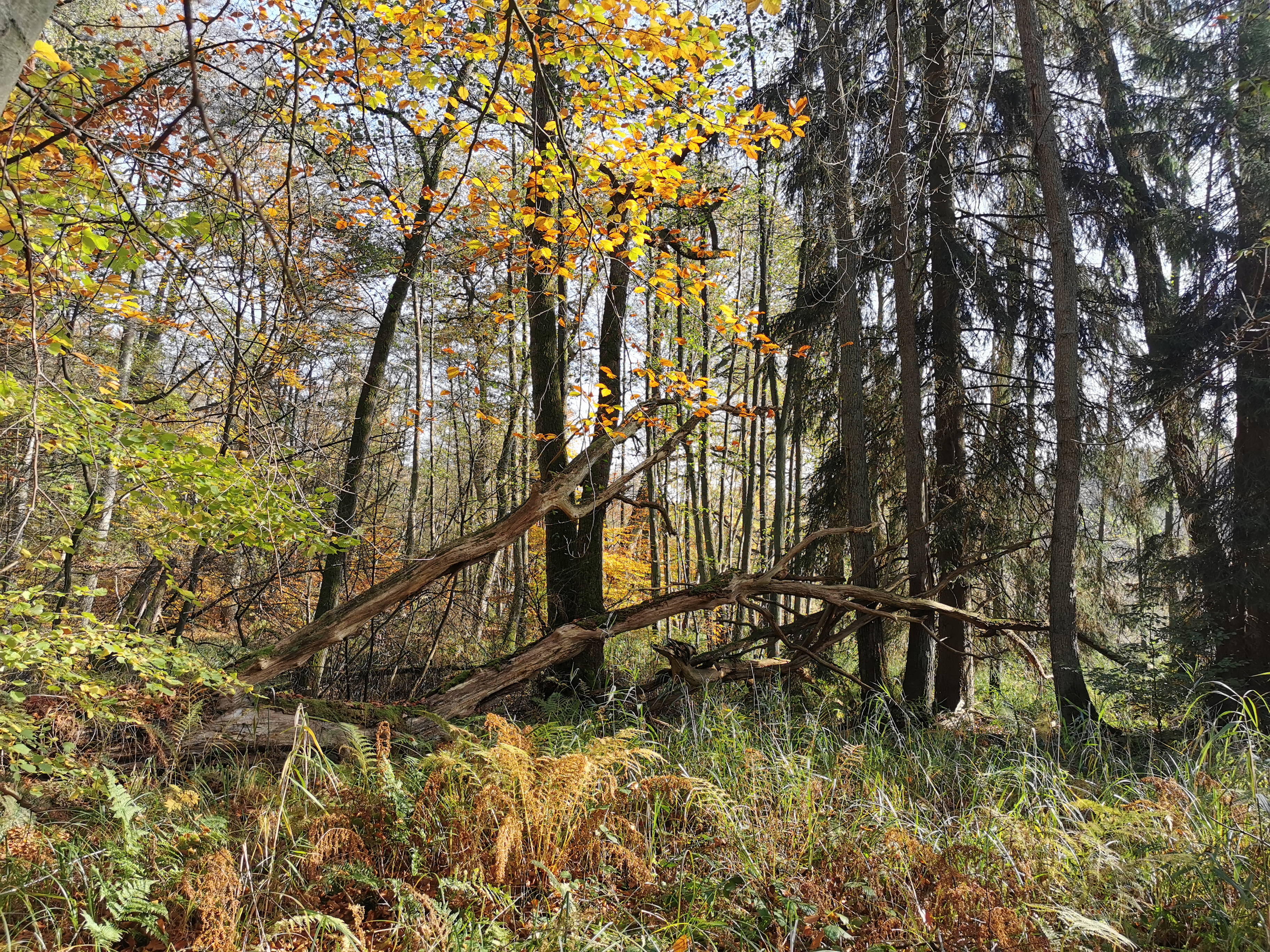 Douglasienweg