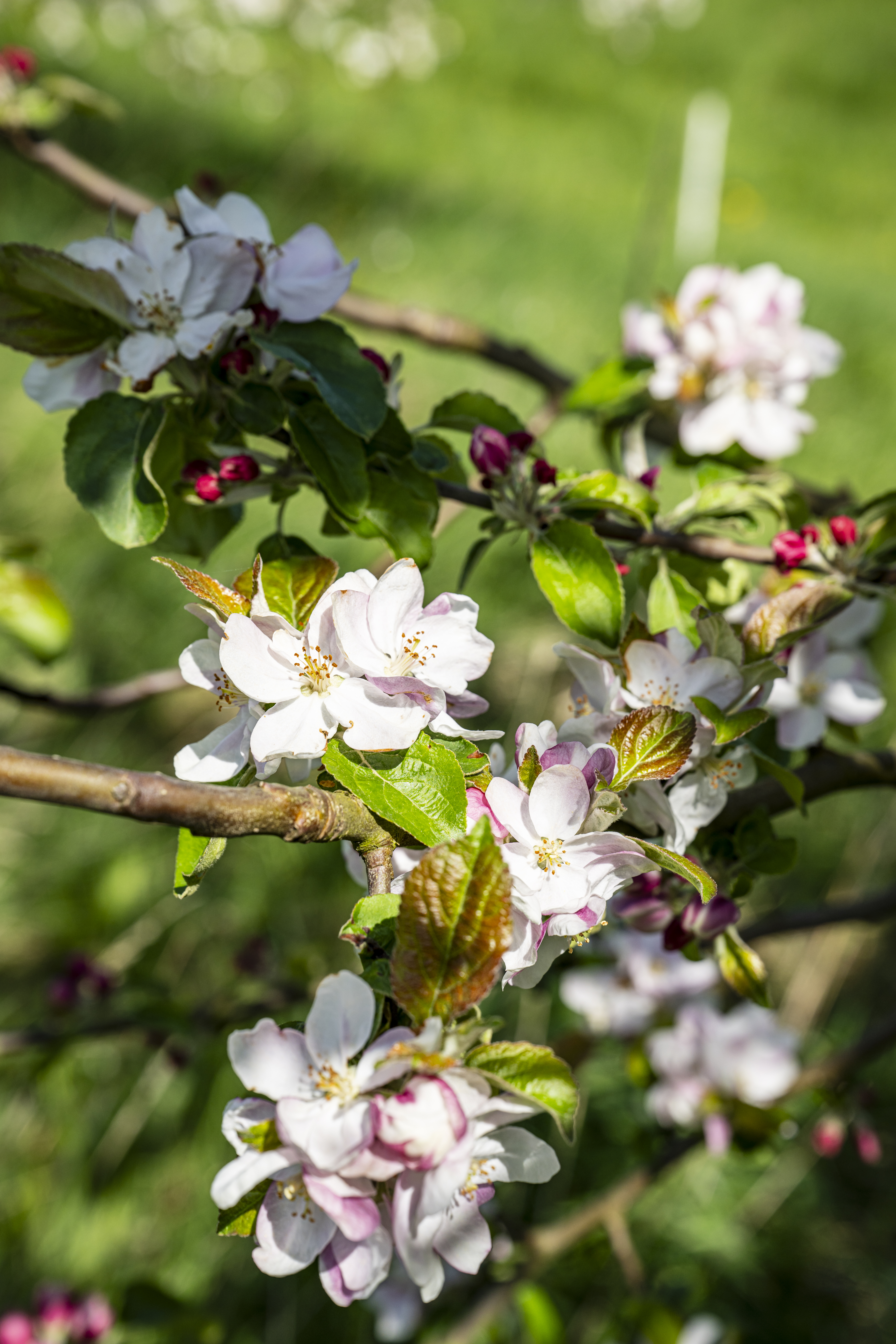 Verbindung B der Wege  I / III und VI