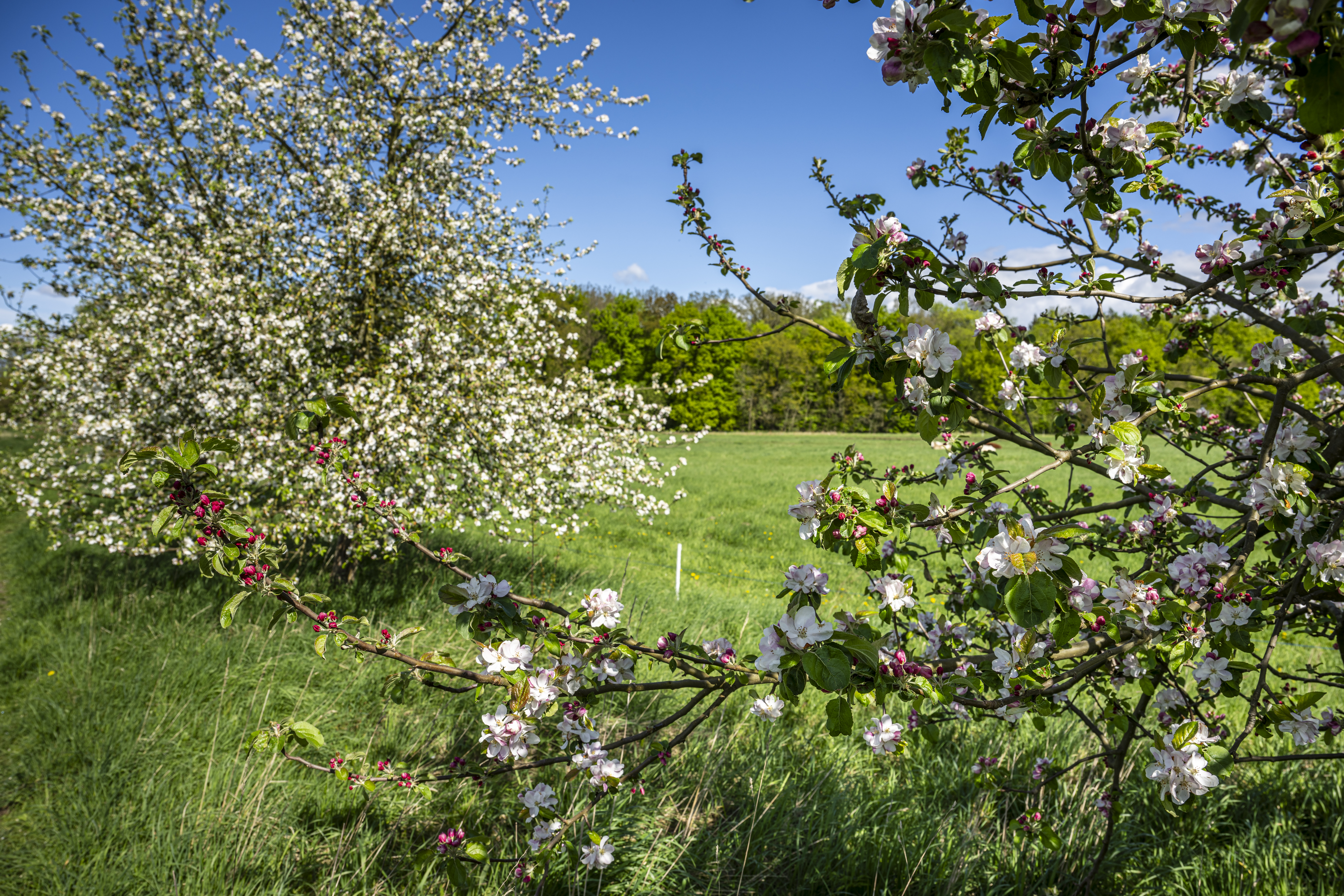 Obstbaumblüte in Gülze an der Krainke