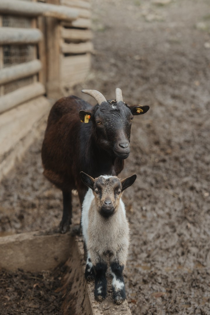 Wildpark Knüll