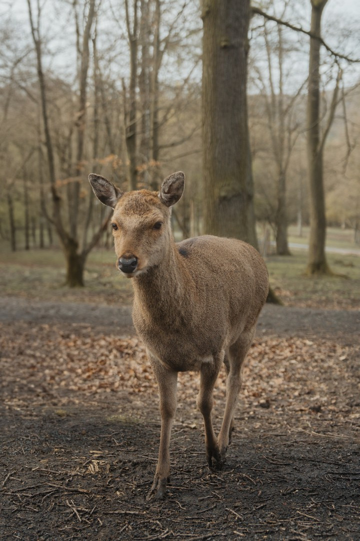 Wildpark Knüll