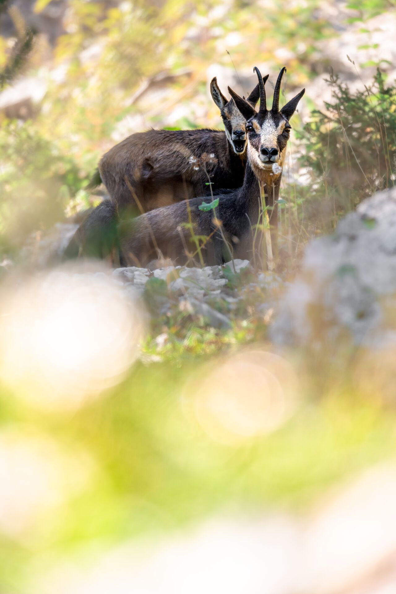 2024 Exkursion Im Lebensraum Der Wildtiere