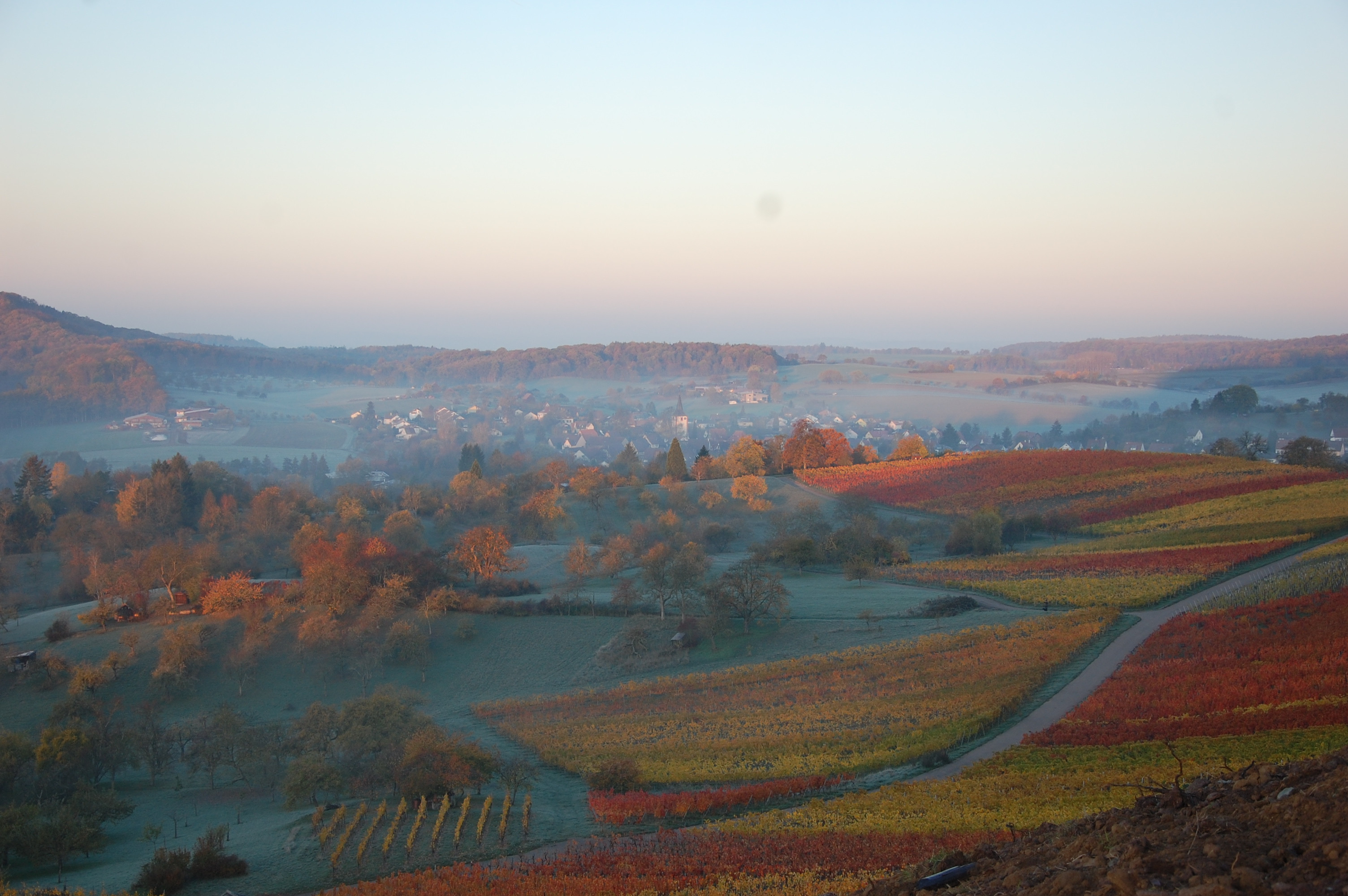 Blick über die Weinberge vom Weingut Haeussermann in Diefenbach