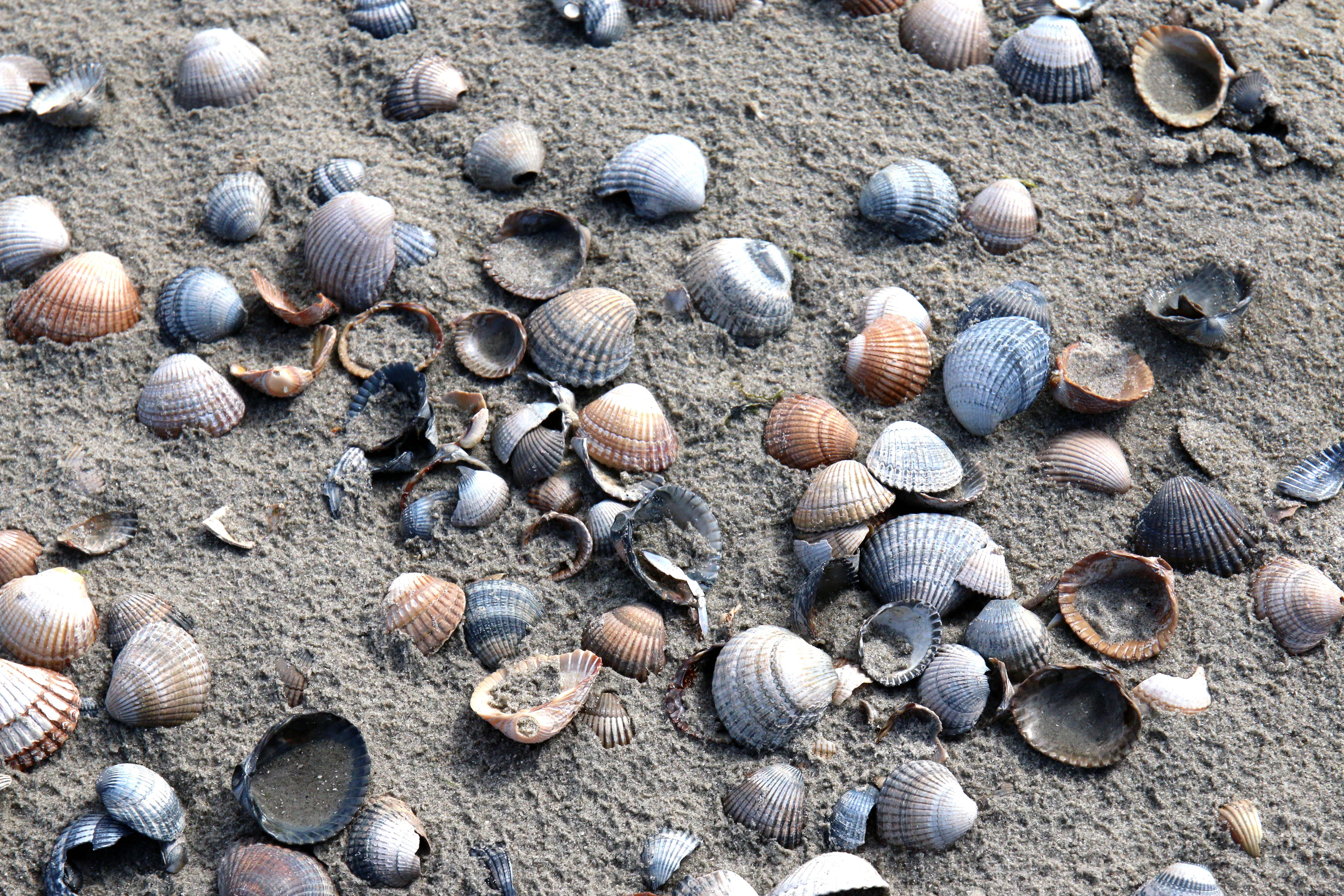 Muscheln.jpg