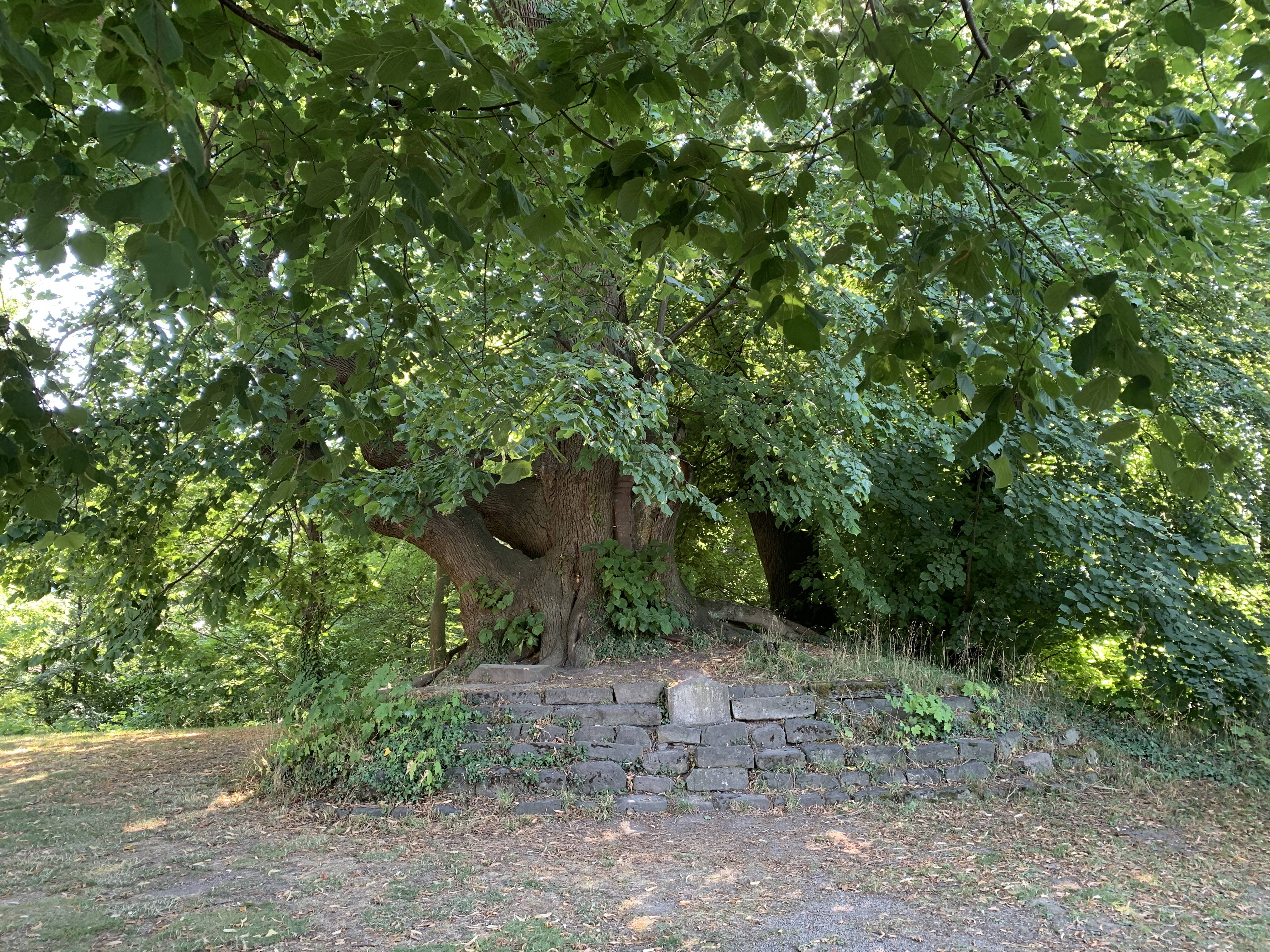 Peterlinde in Coppenbrügge