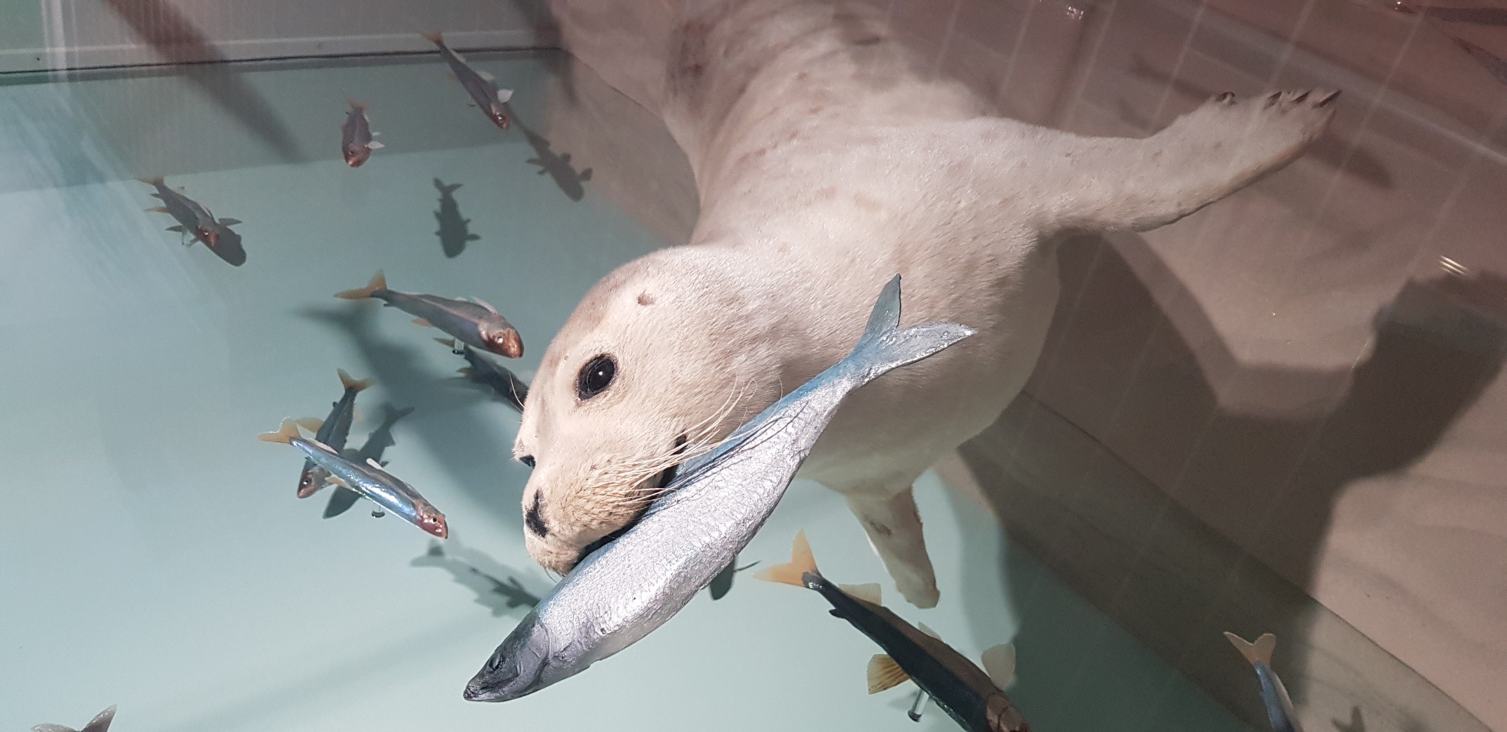 Seehund in einer Vitrine im Nationalpark-Haus Museum Fedderwardersiel. Titelfoto für die Veranstaltung "Brümmel und Eni - Seehunde und Kegelrobben im Wattenmeer".<br>