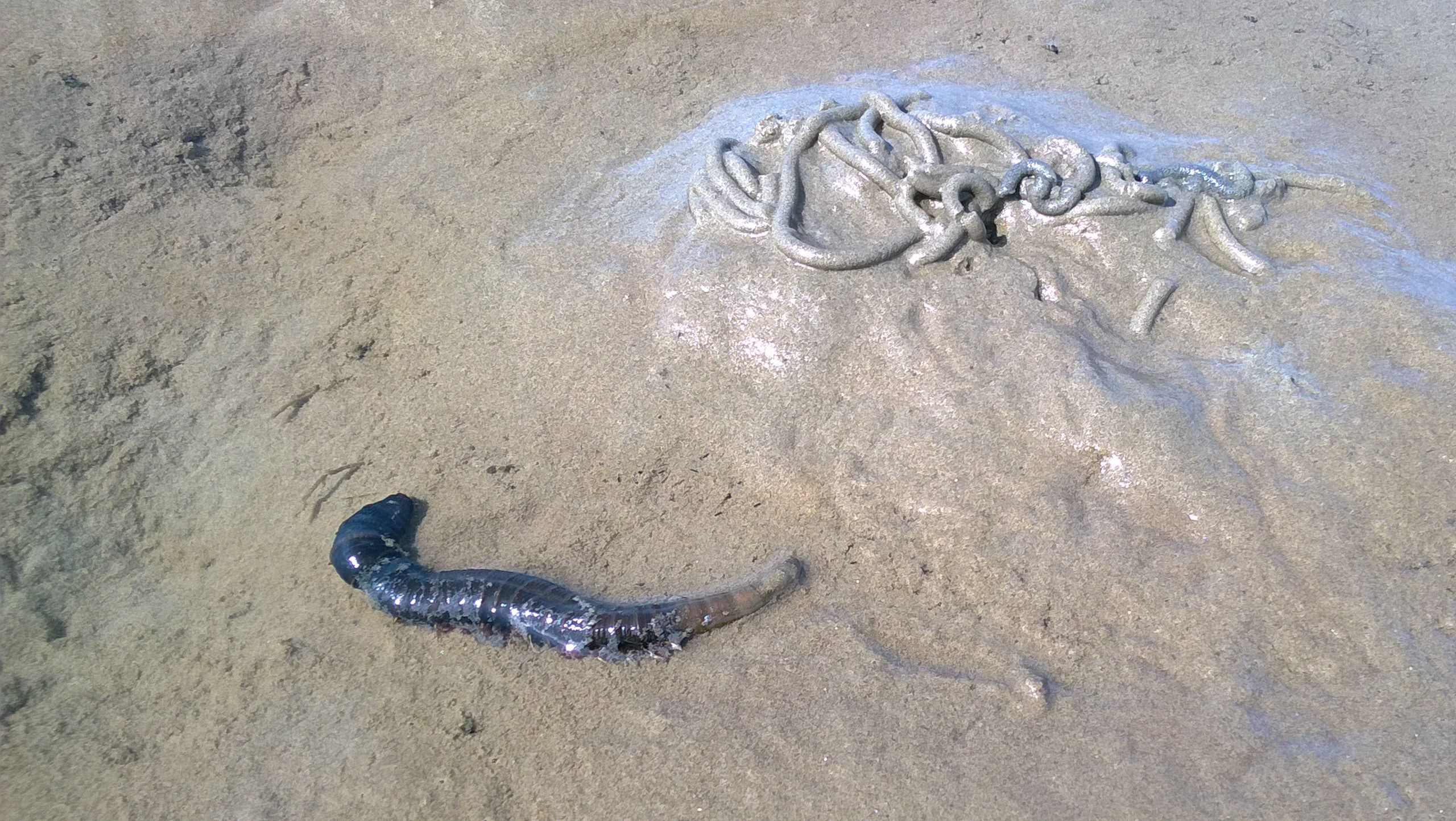 Wattwanderung "Dieksand"