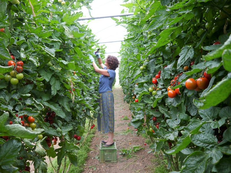 Tomatenernte