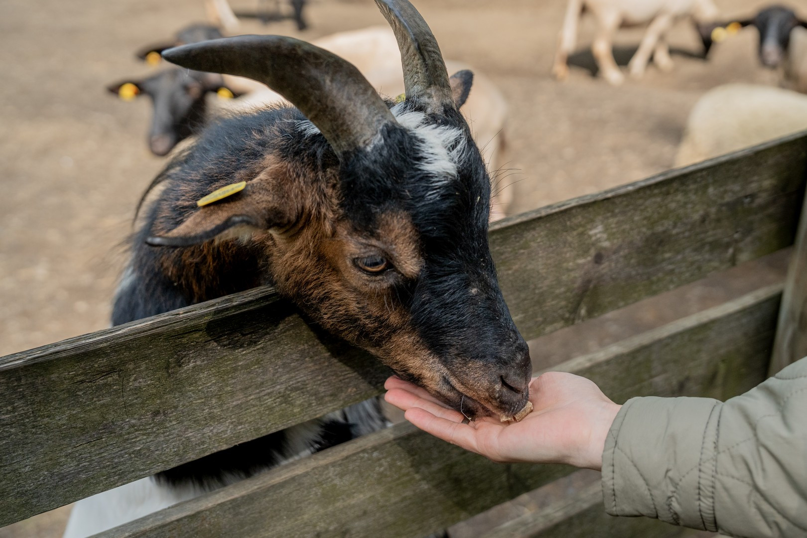 Wildpark Knüll