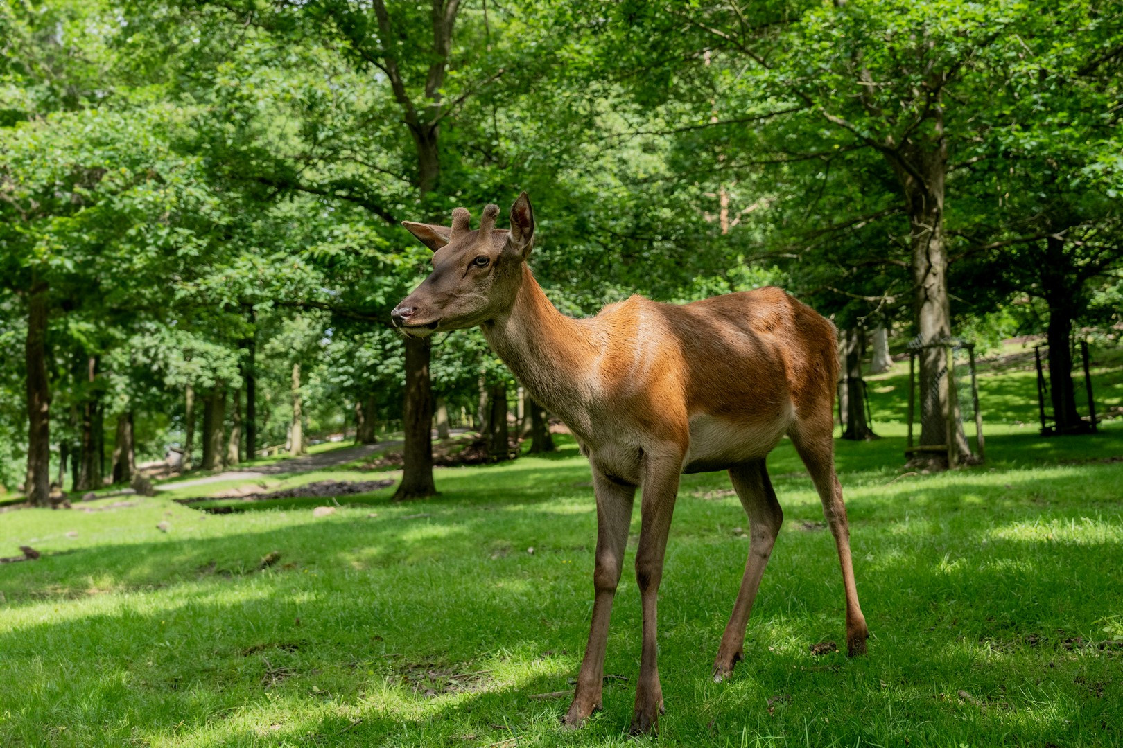 Wildpark Knüll
