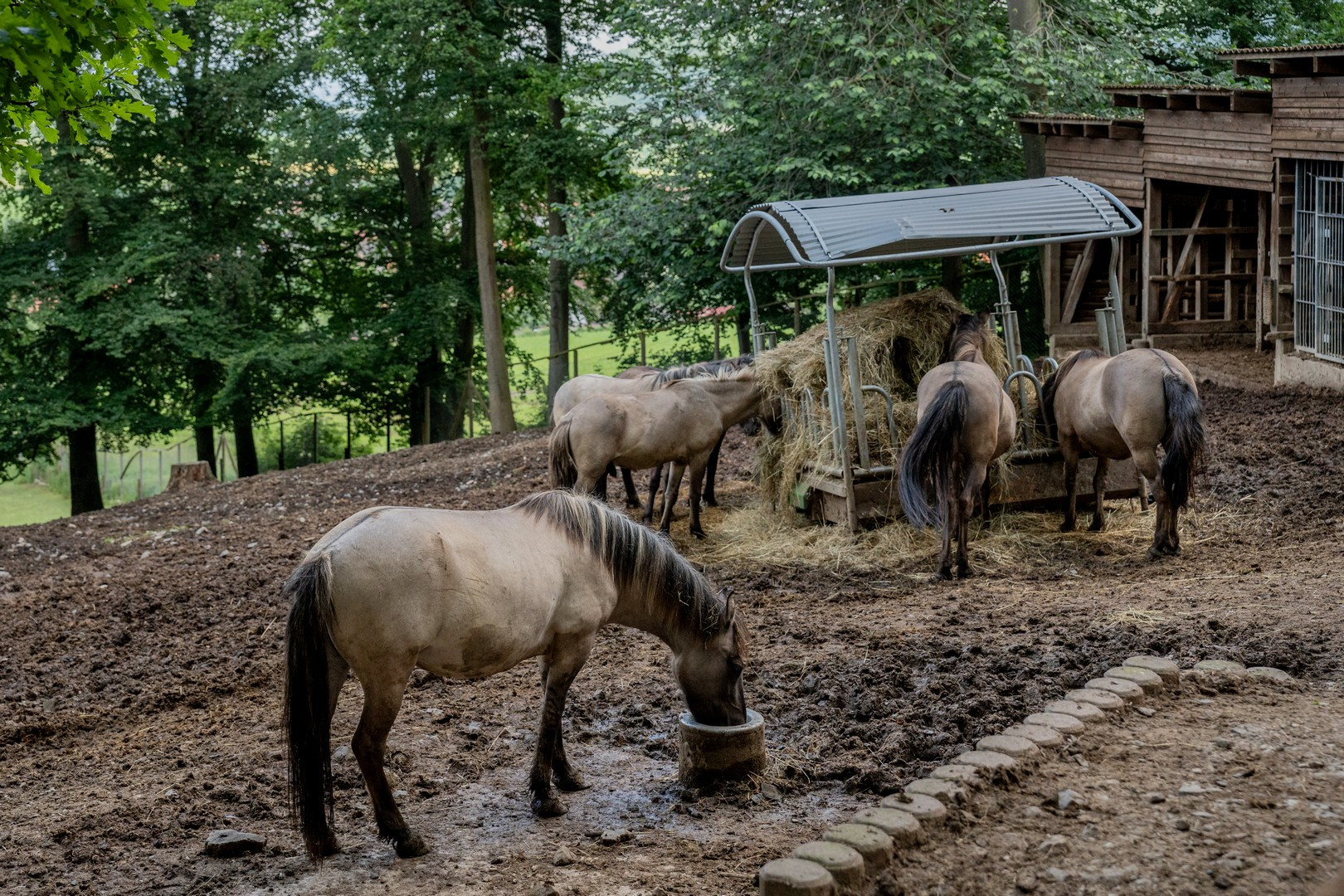 Wildpark Knüll