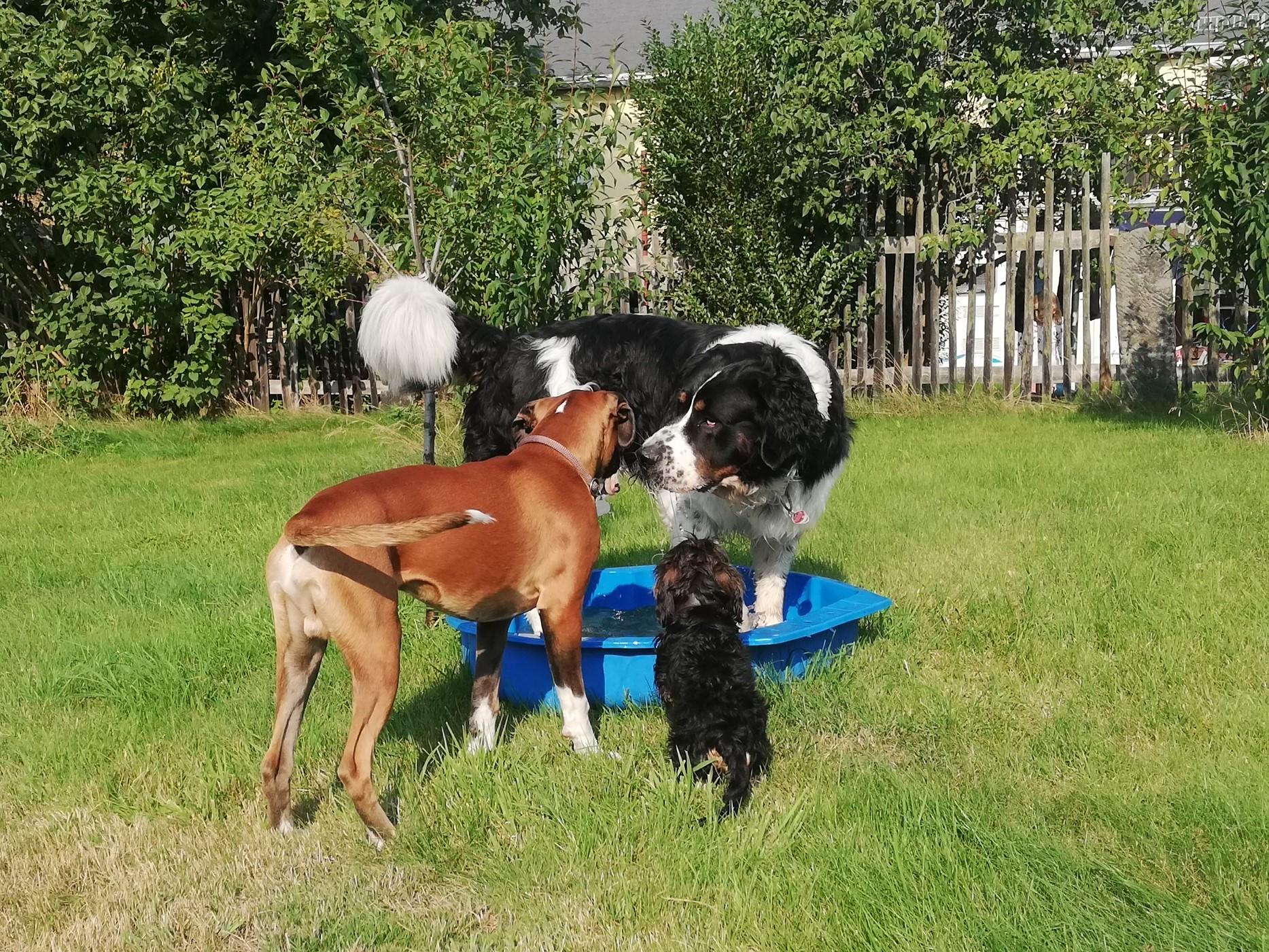 Ferienhof Höhensonne – Urlaub mit Hund