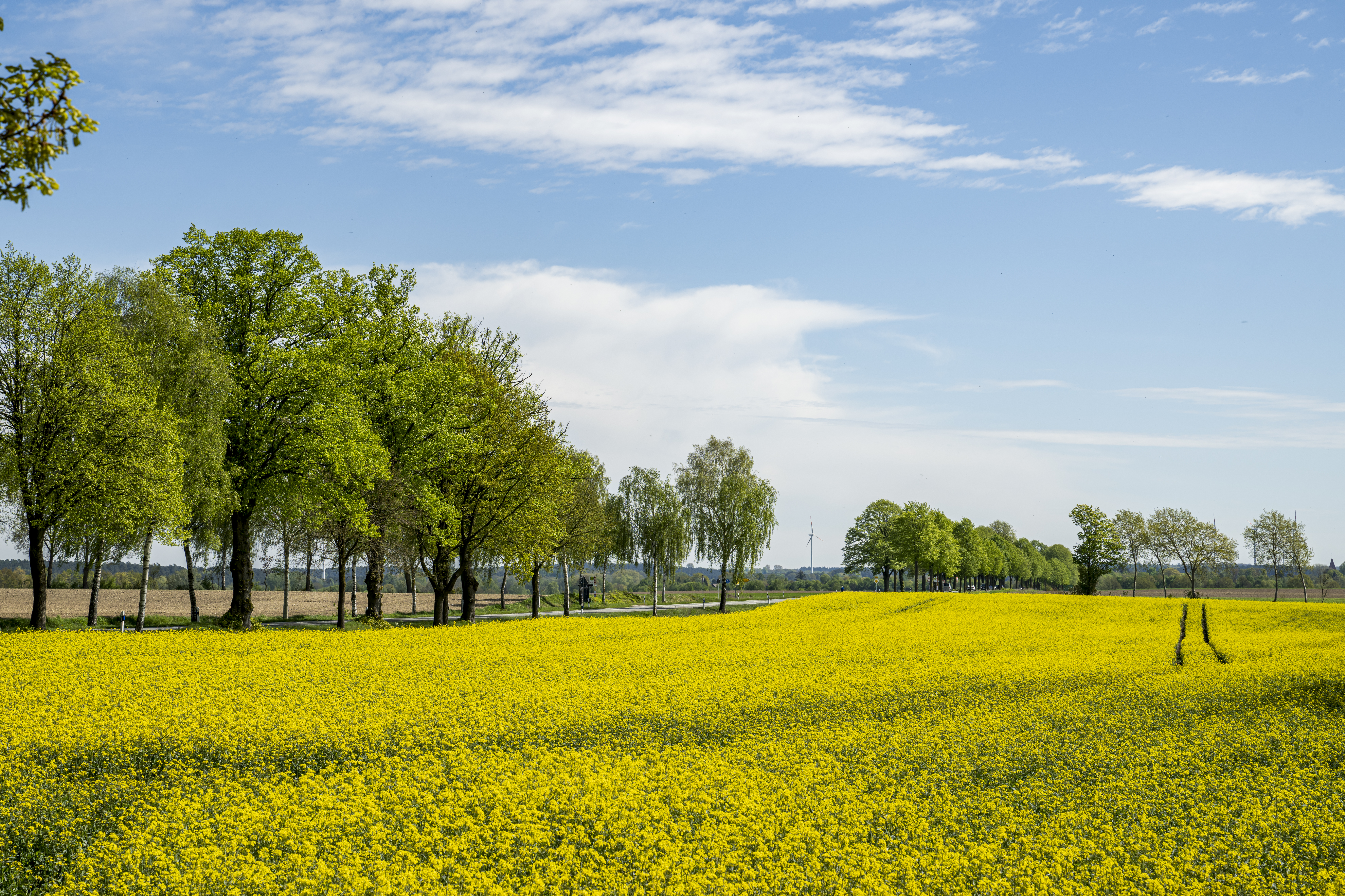 Rapsblüte in der Elbtalaue
