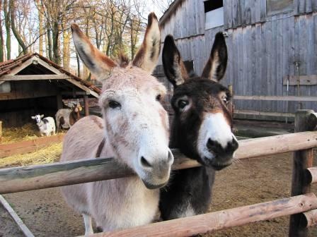 Ponyhof Höper
