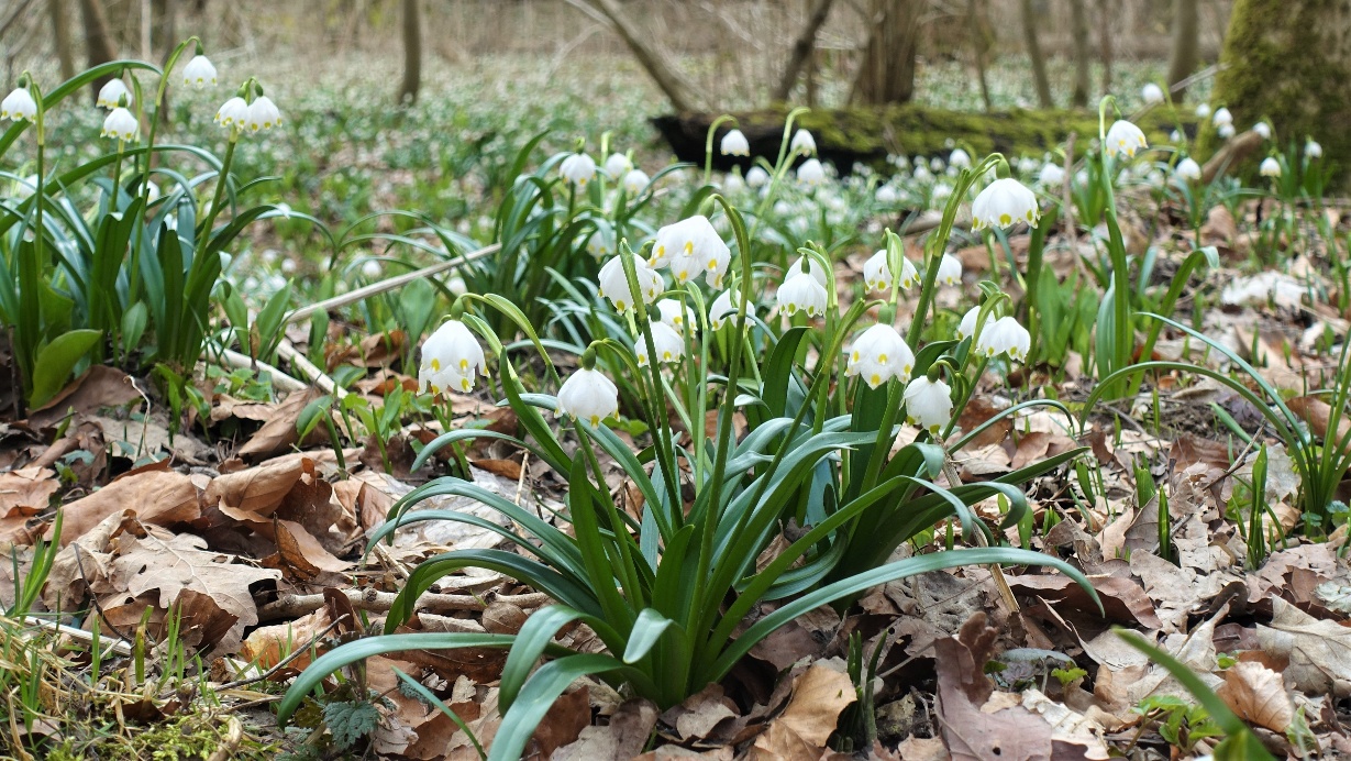 Geopfad Oderwald