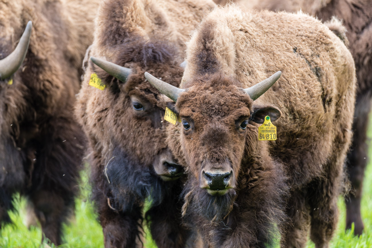 Bisonfarm Essel GbR 