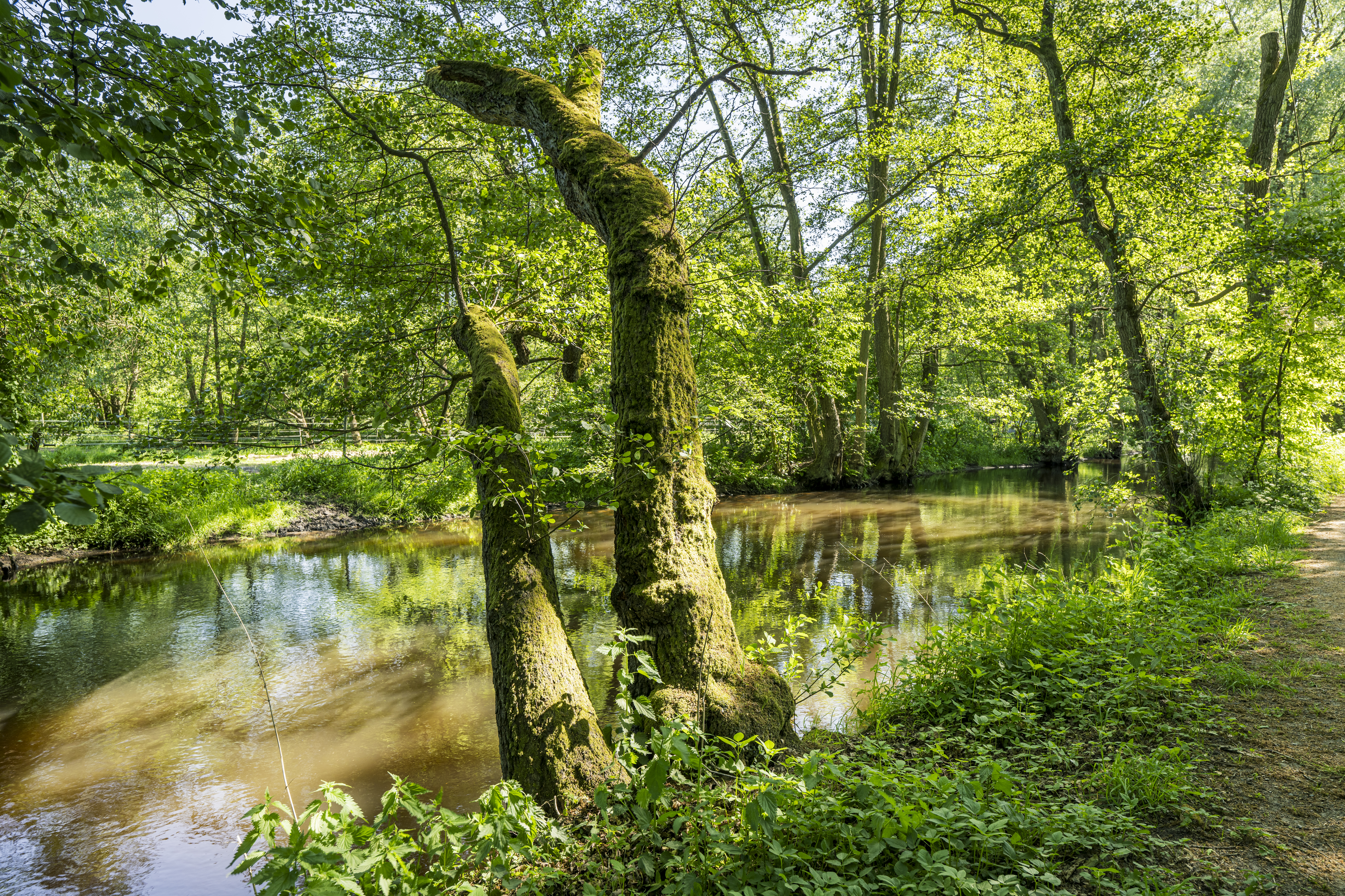 Die Seeve