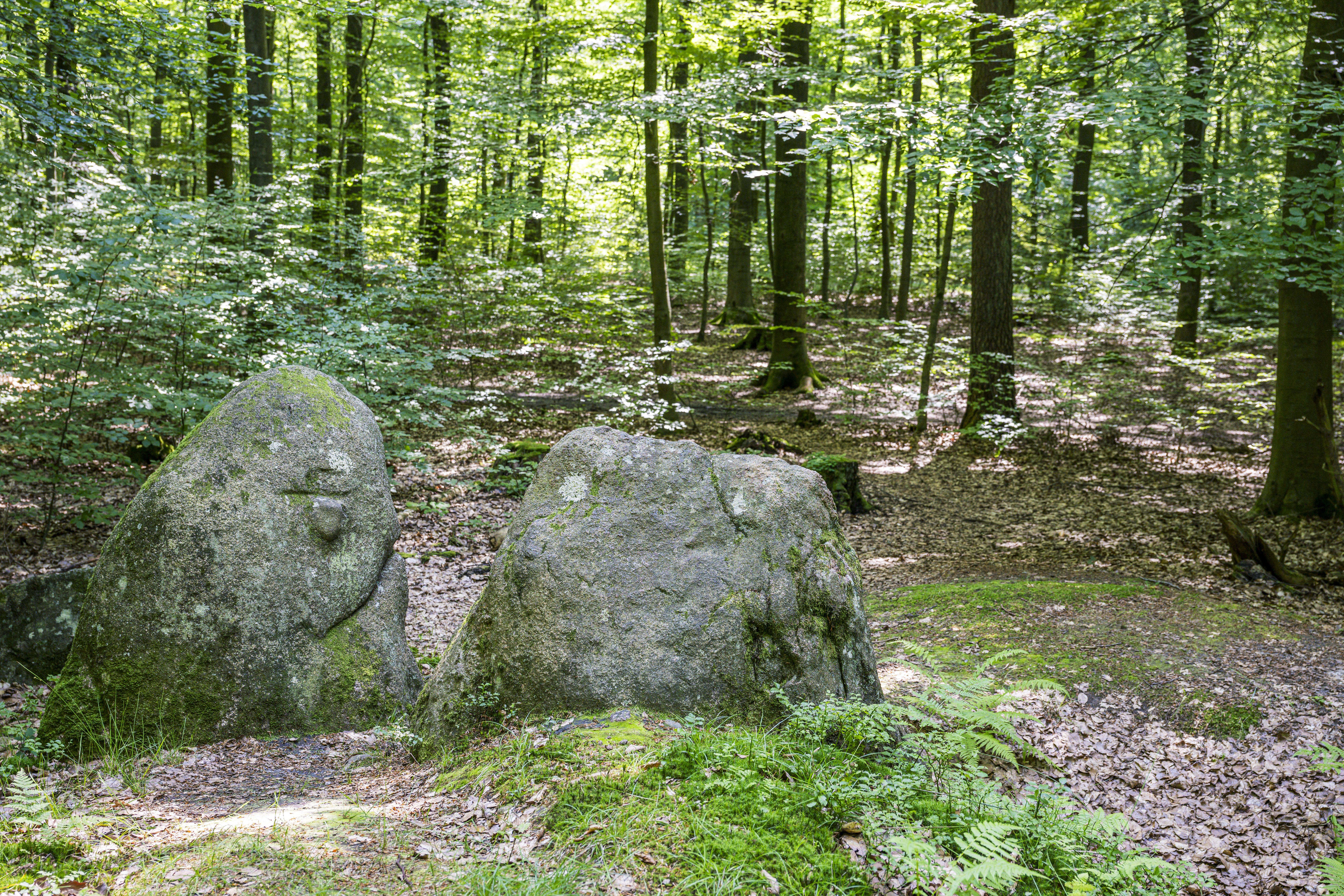 Großsteingräber im Schieringer Forst