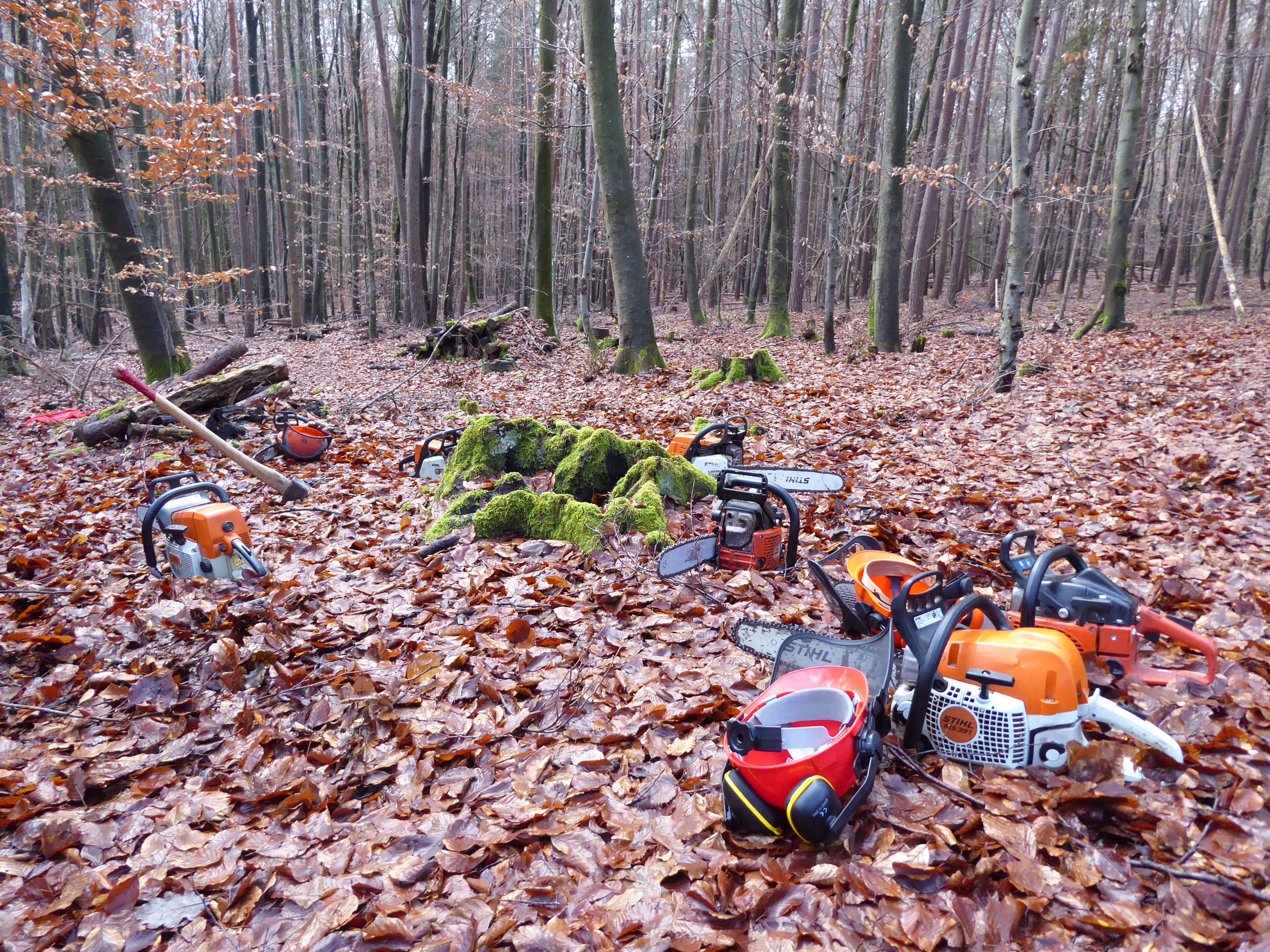 Brennholz sicher selbst gemacht – Motorsägenkurs