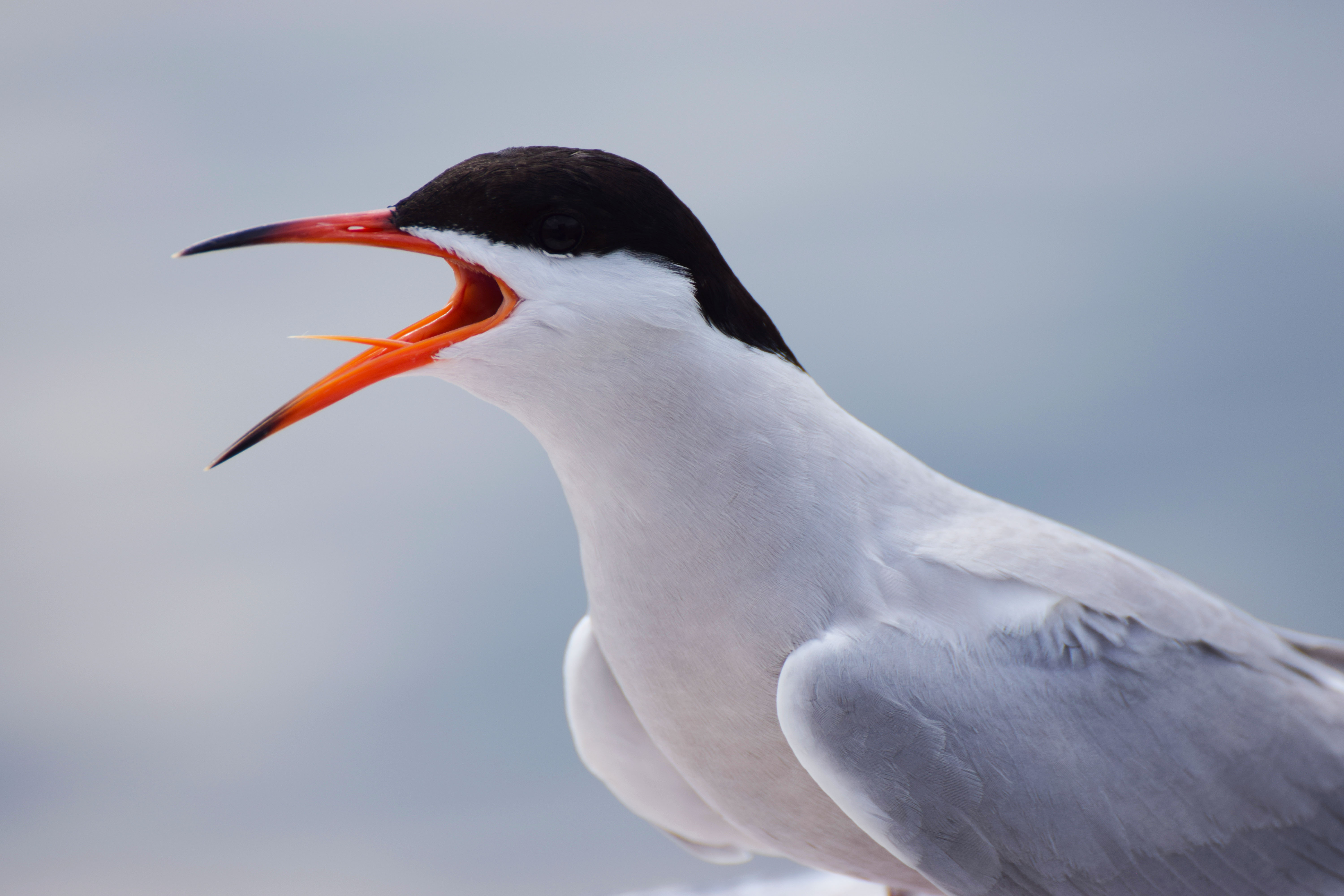 <strong>„Ein Leben zwischen Afrika u. Wilhelmshaven“ </strong><strong>Führung durch das Ausstellungsforum an der Flussseeschwalbenkolonie Banter See</strong><br type="_moz">