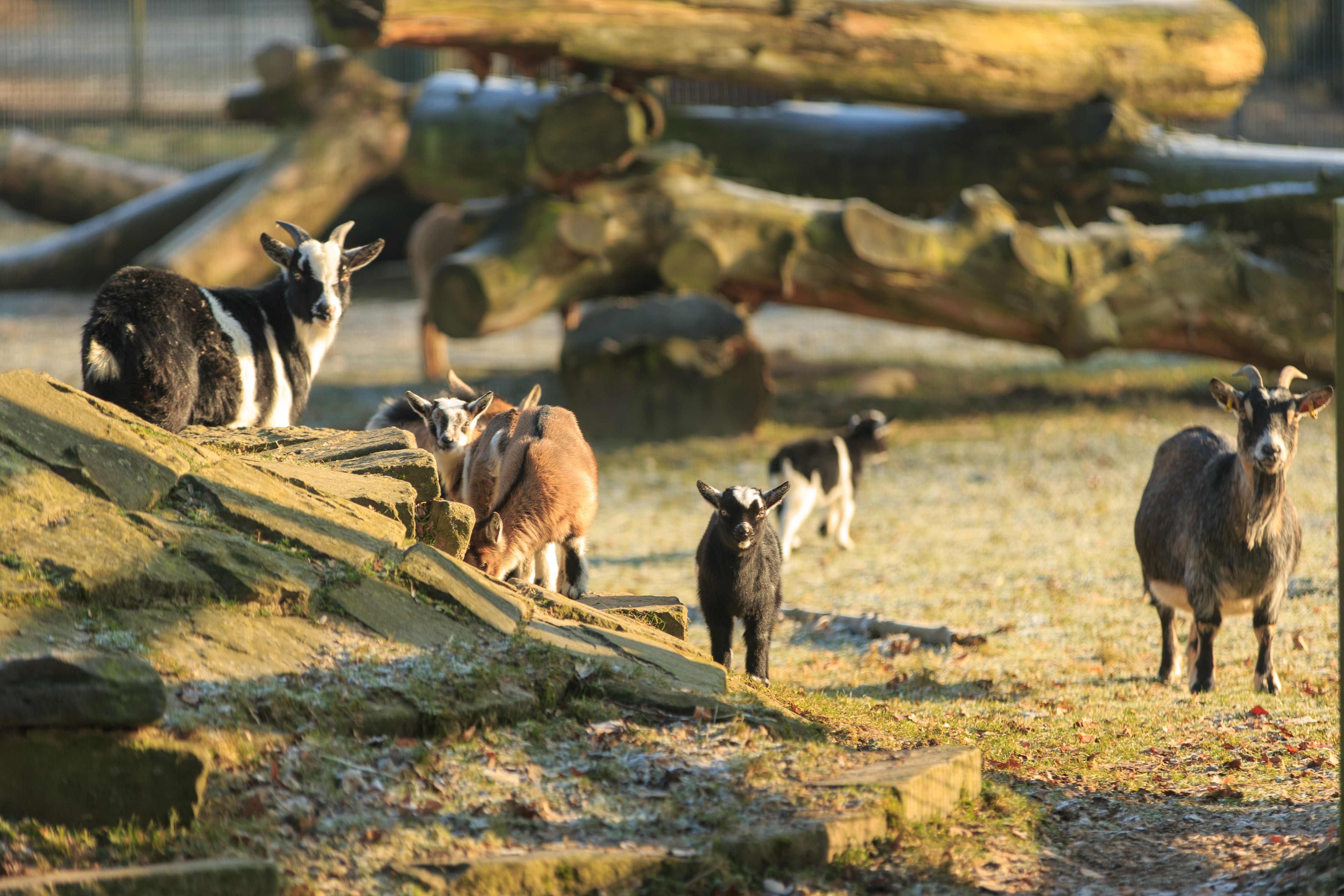 Tierpark Petermoor