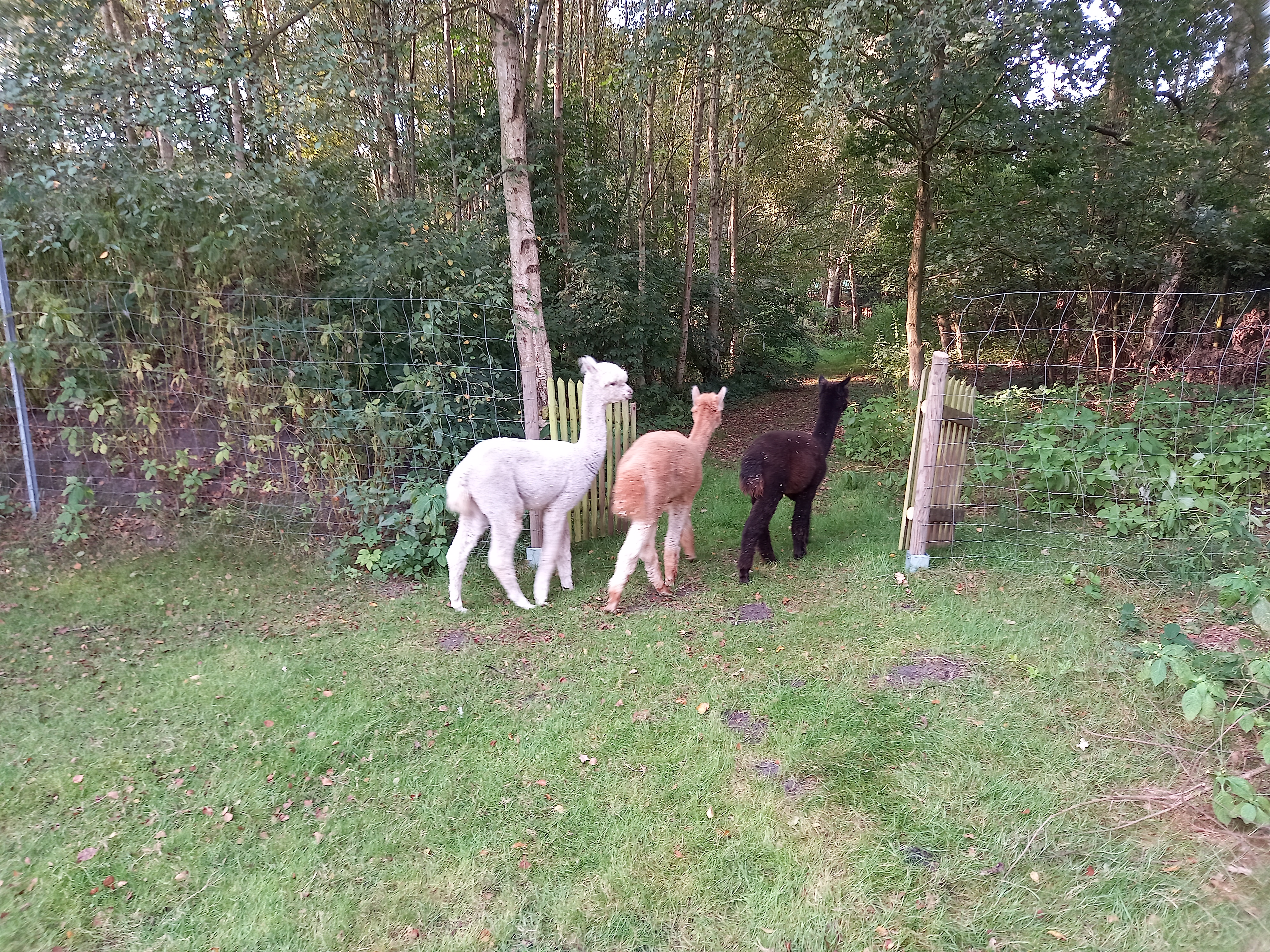 Alpakas am Lütten Moorhus in Karlshöfen