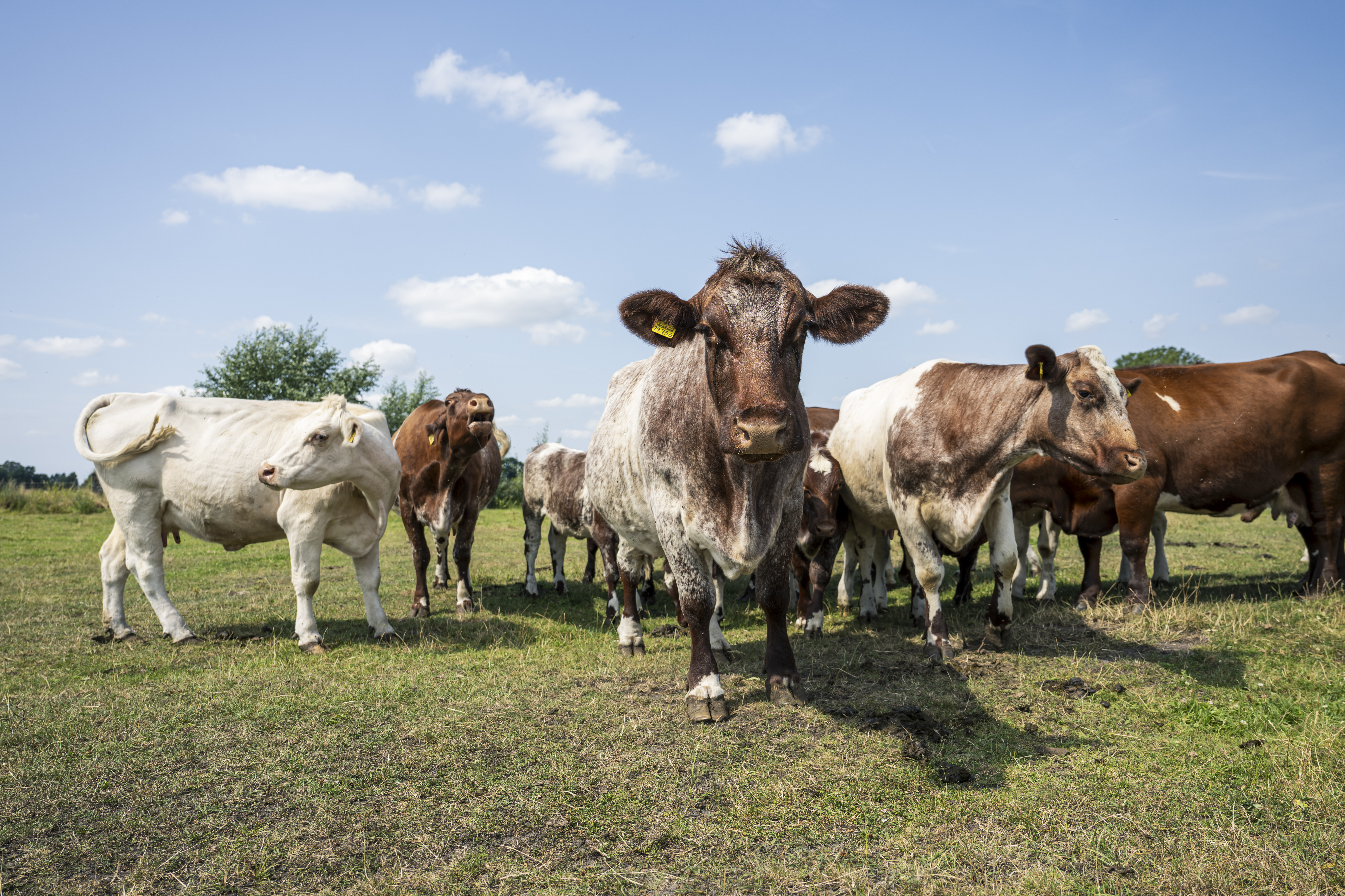 Shorthornrinder auf der Weide
