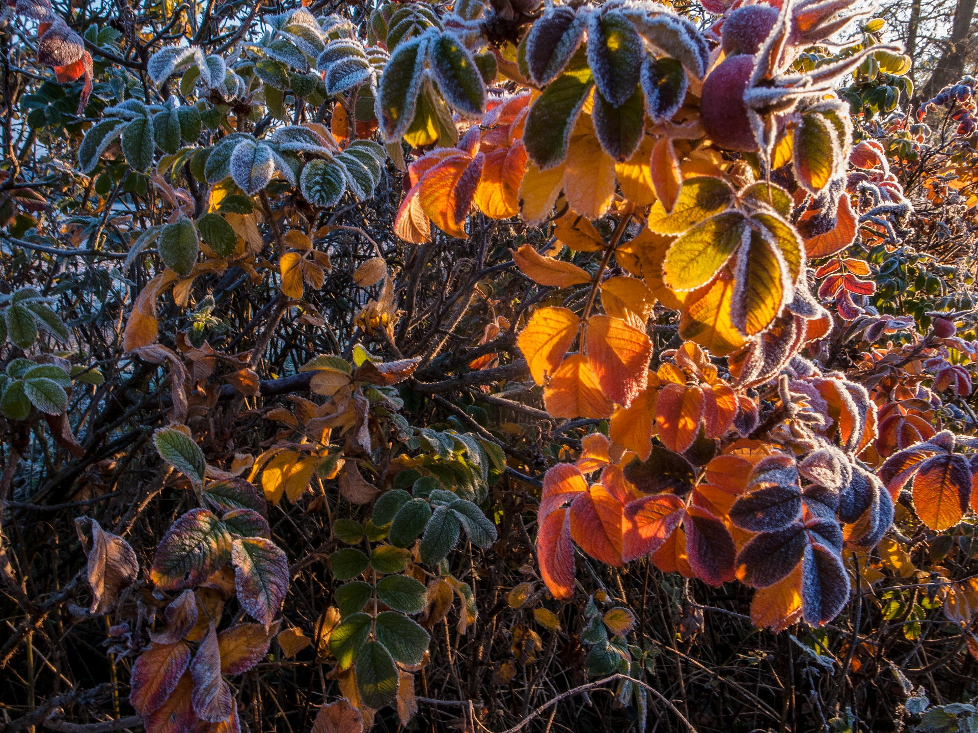 Winterblüten Süntel