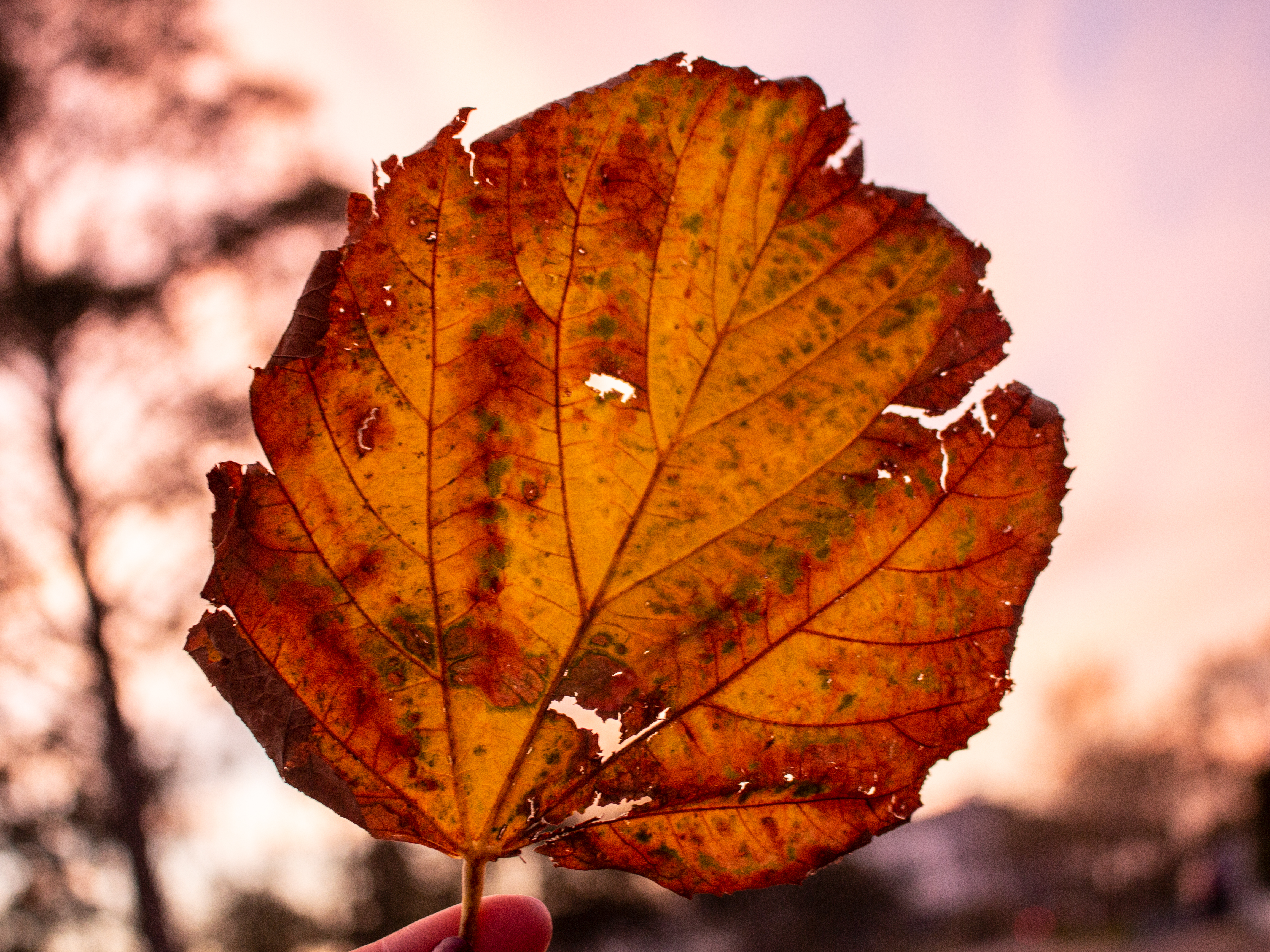 Herbstvergnügen