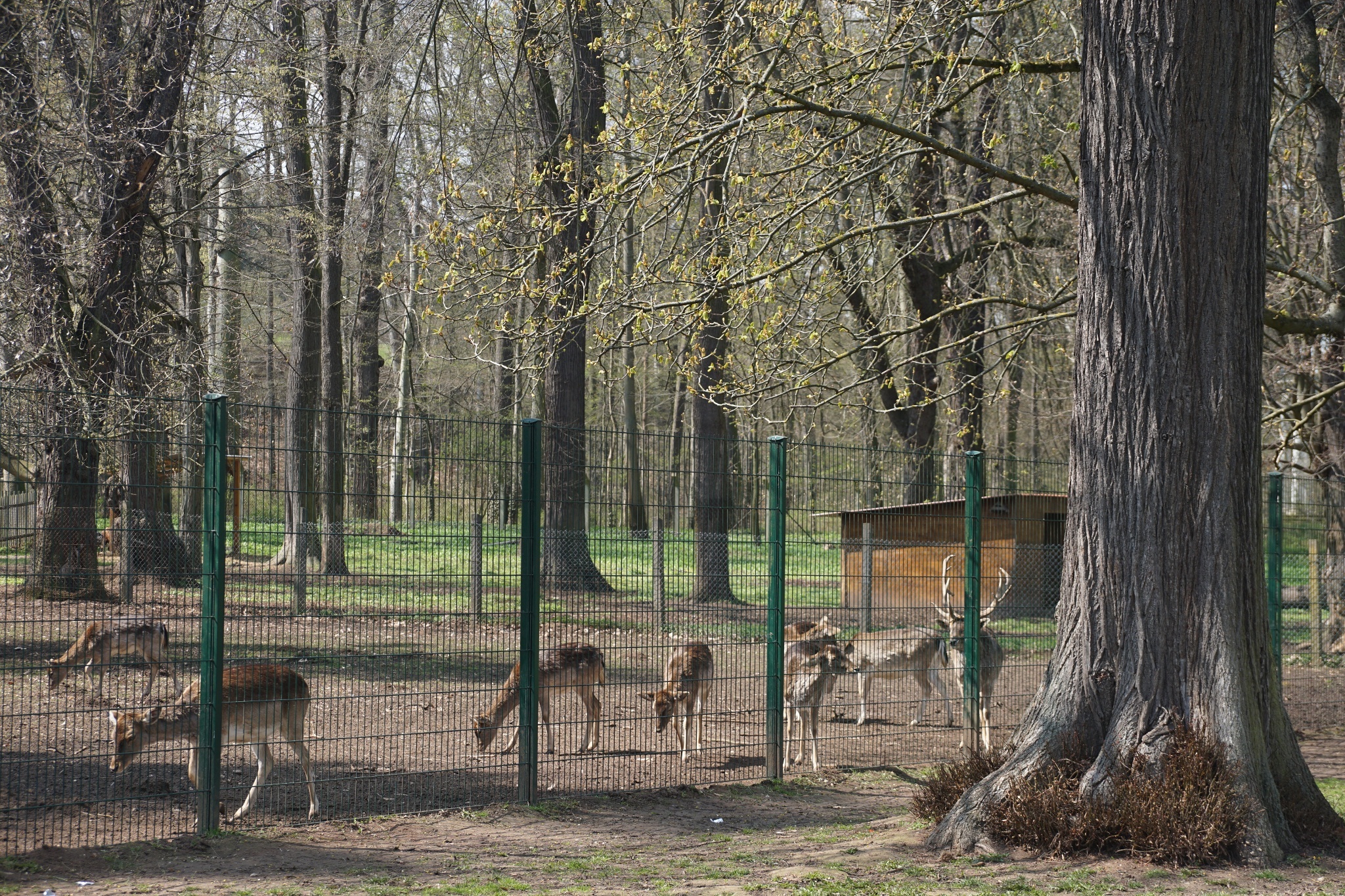 Tiergehege Bad Köstritz – Motiv