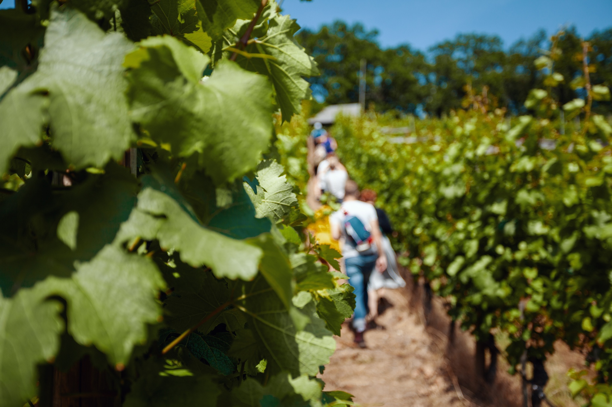 Sächsischer Weinwanderweg – Etappe 5 – Von Oberau nach Meißen – Motiv