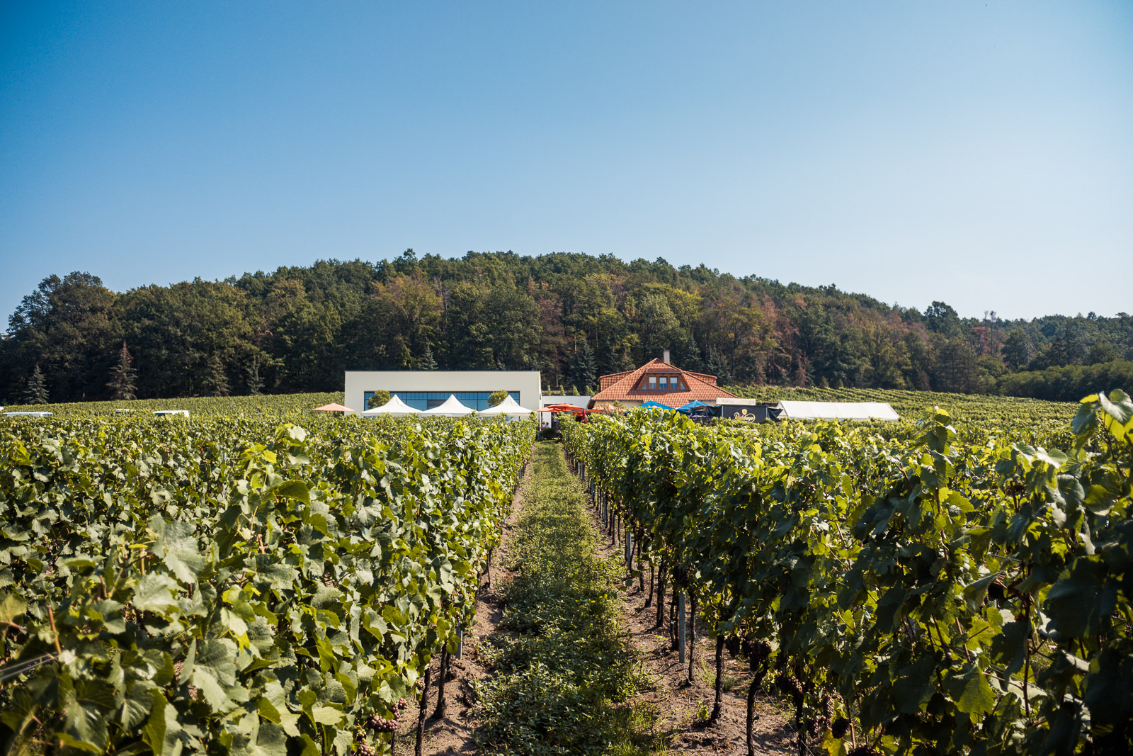 Vinothek Weingut Matyas – Motiv