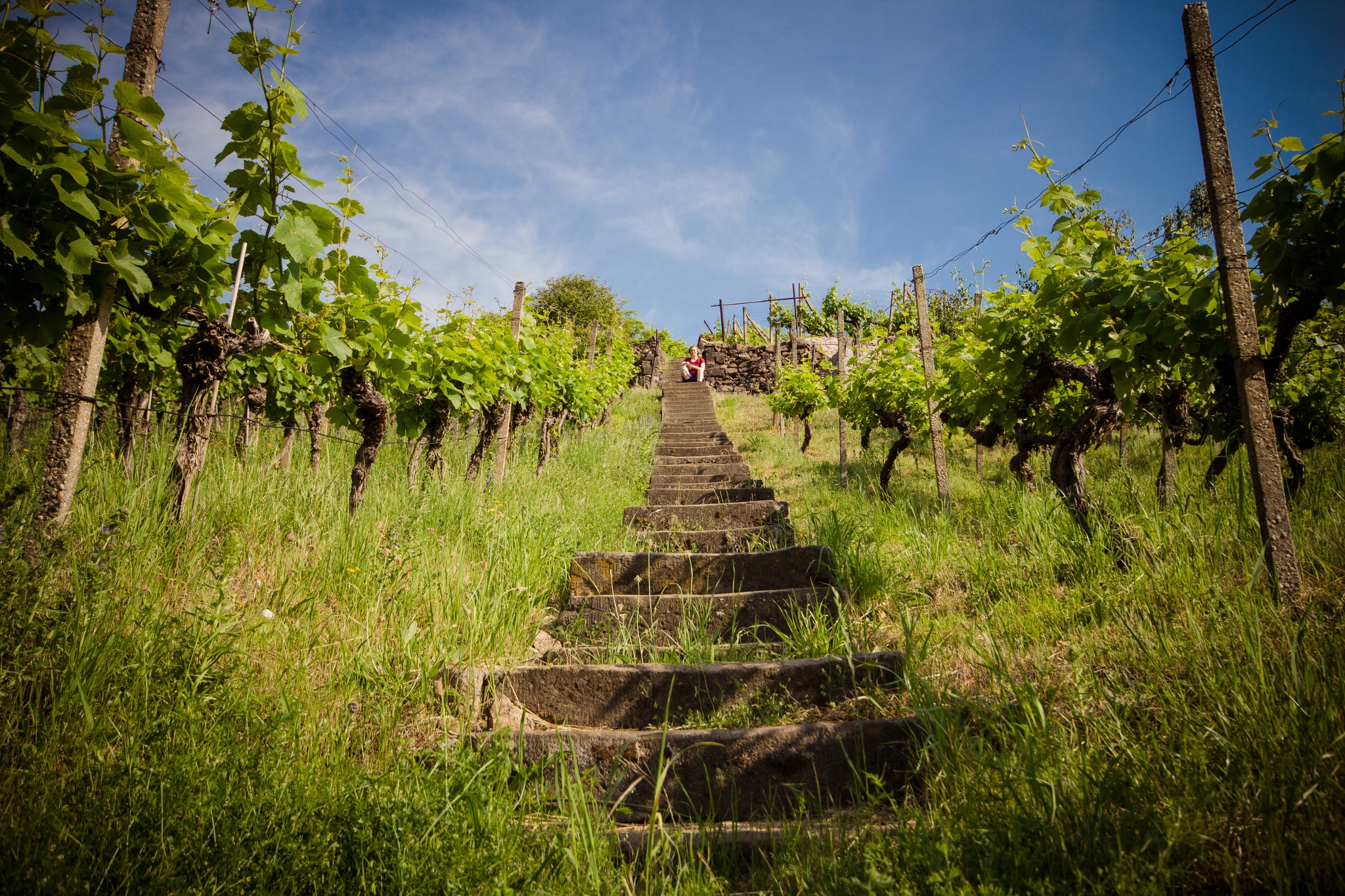Weinbau Ines Fehrmann – Motiv