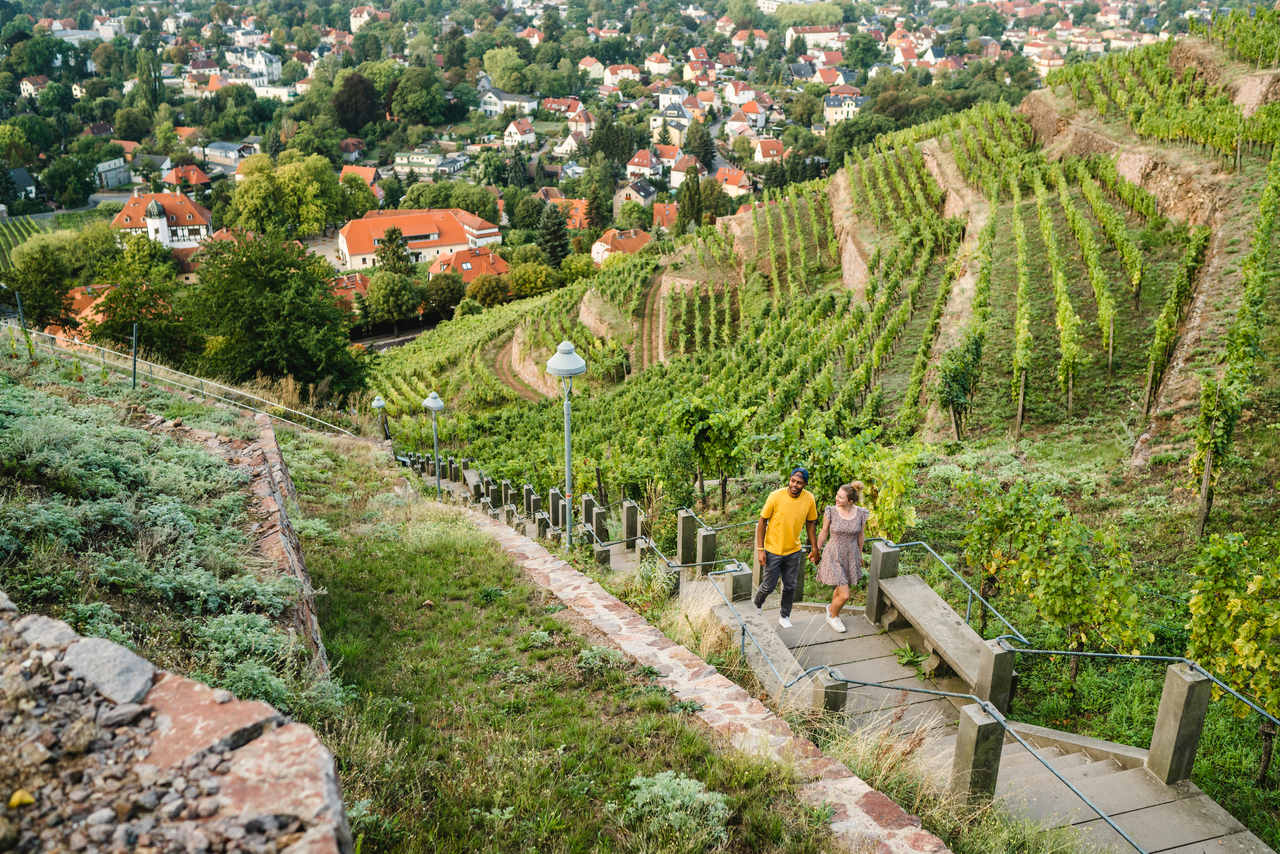 Wildbienenlehrpfad in Radebeul – Motiv