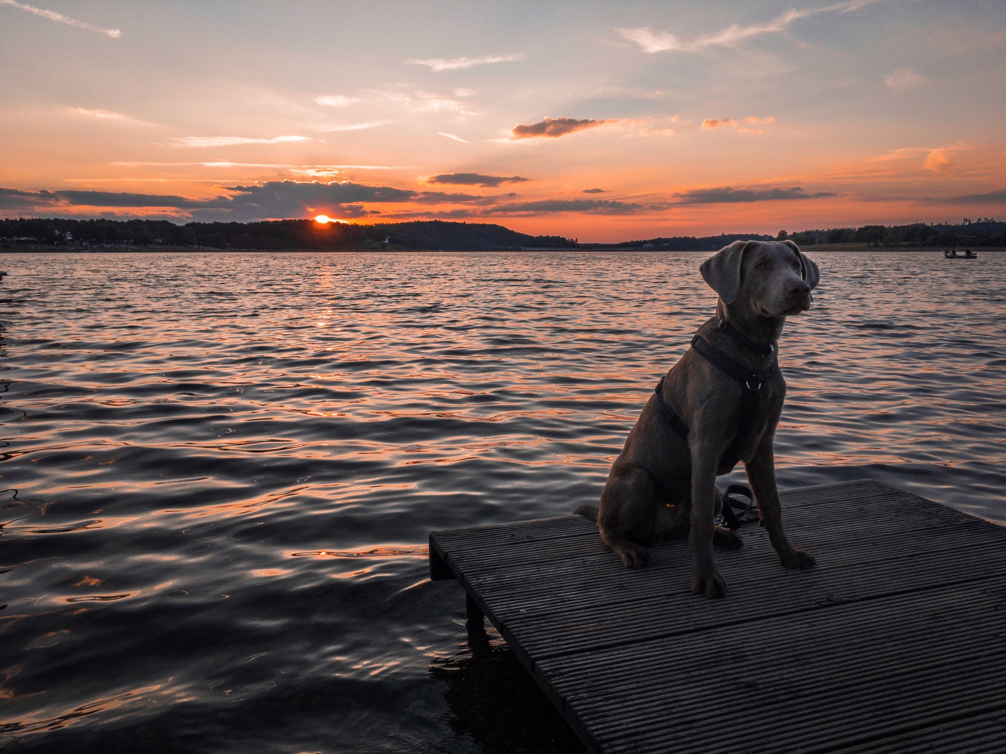 Talsperre Pöhl: Hundebadestelle Gansgrüner Bucht – Motiv