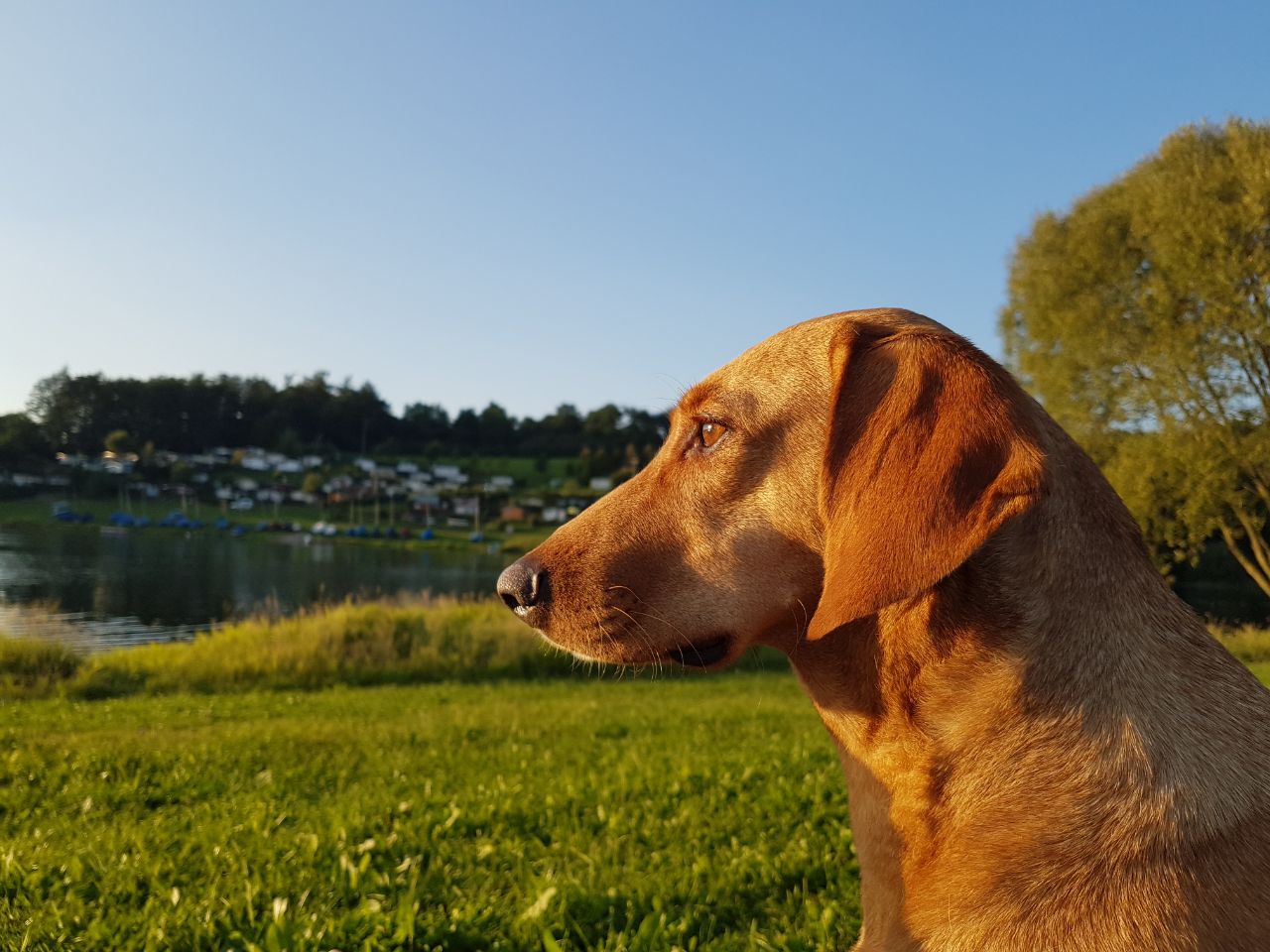 Talsperre Pöhl: Hundebadestelle in Voigtsgrün – Motiv