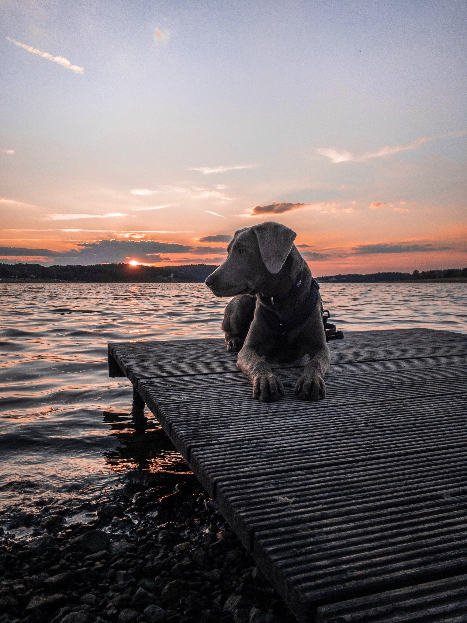 Talsperre Pöhl: Hundebadestelle Liegewiese FKK – Motiv