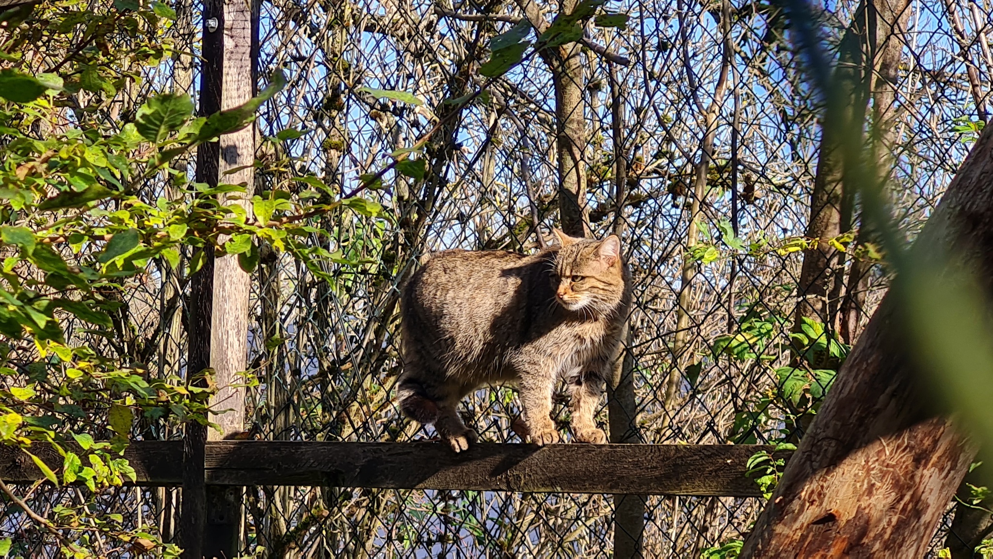Erlebnispfad Wildkatzensprung – Motiv