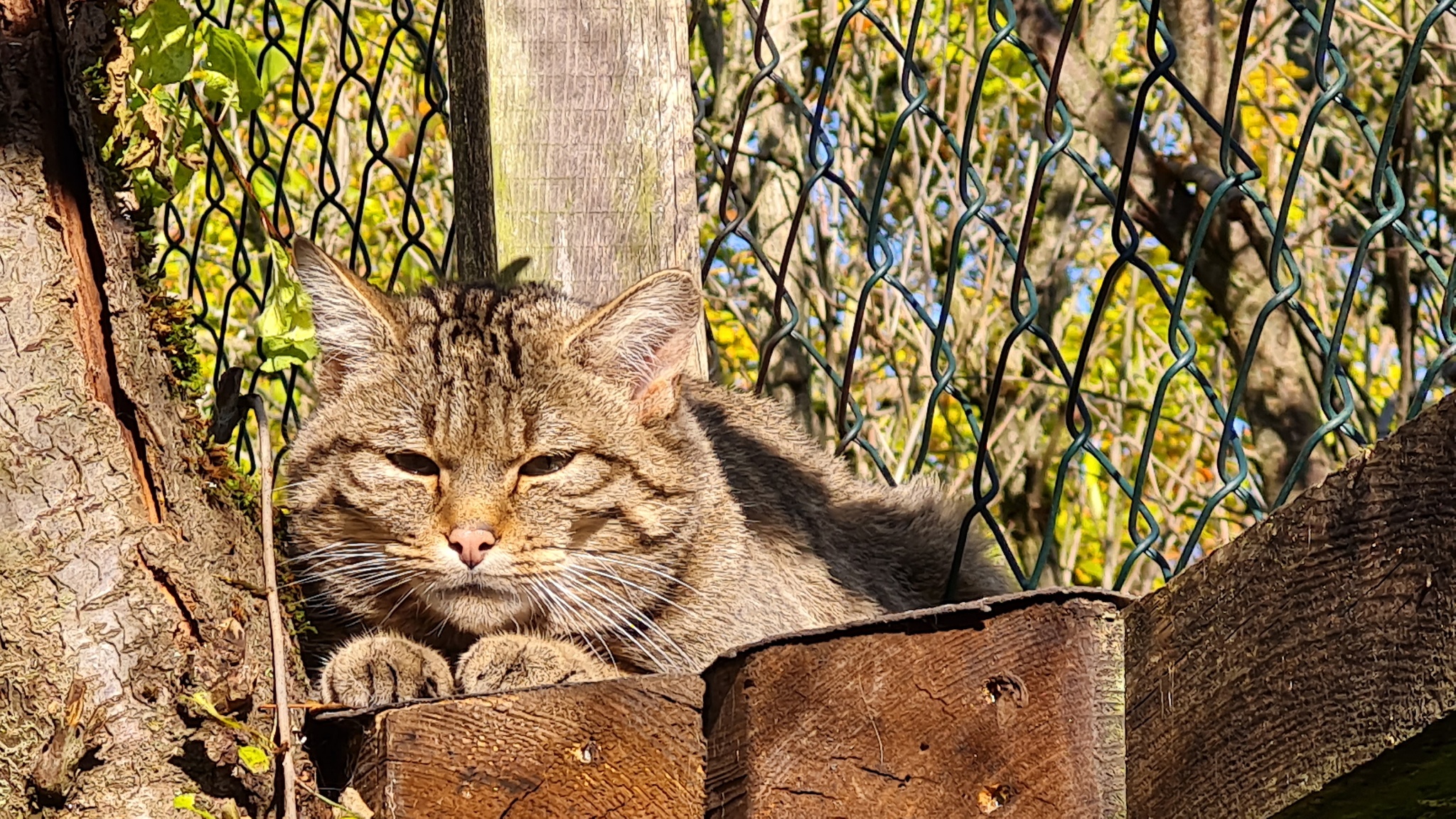 Wildtierpfad Plauen – Motiv