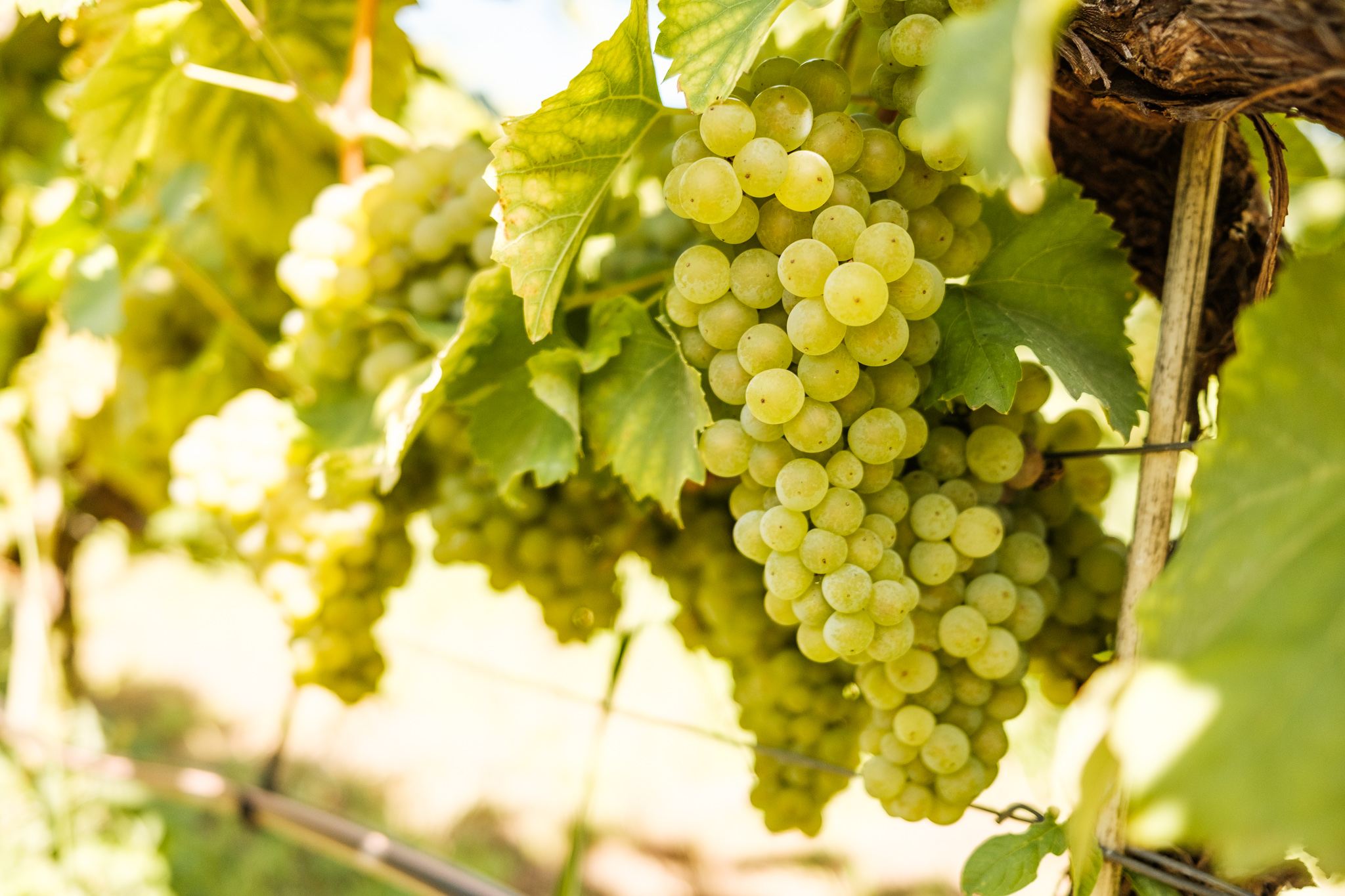 ZiegenWein – Hofladen – Motiv