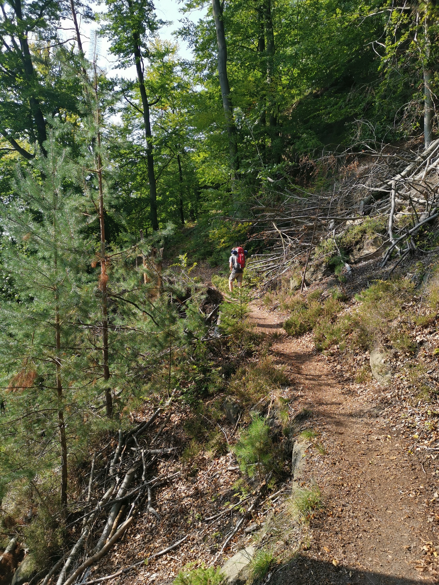Forststeig – Etappe 1: Von Schöna zur Grenzbaude – Motiv
