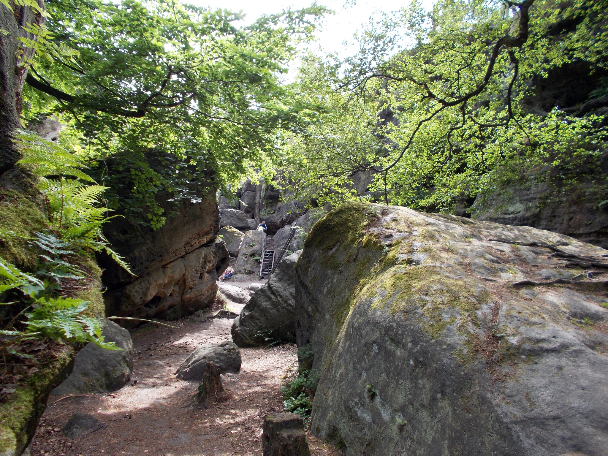 Forststeig – Etappe 5: Von der Rotsteinhütte nach Nikolsdorf