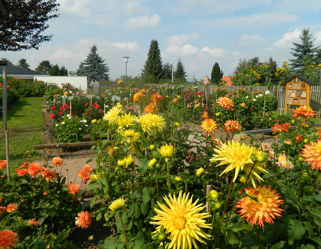 Dahlien-Zentrum Bad Köstritz – Motiv