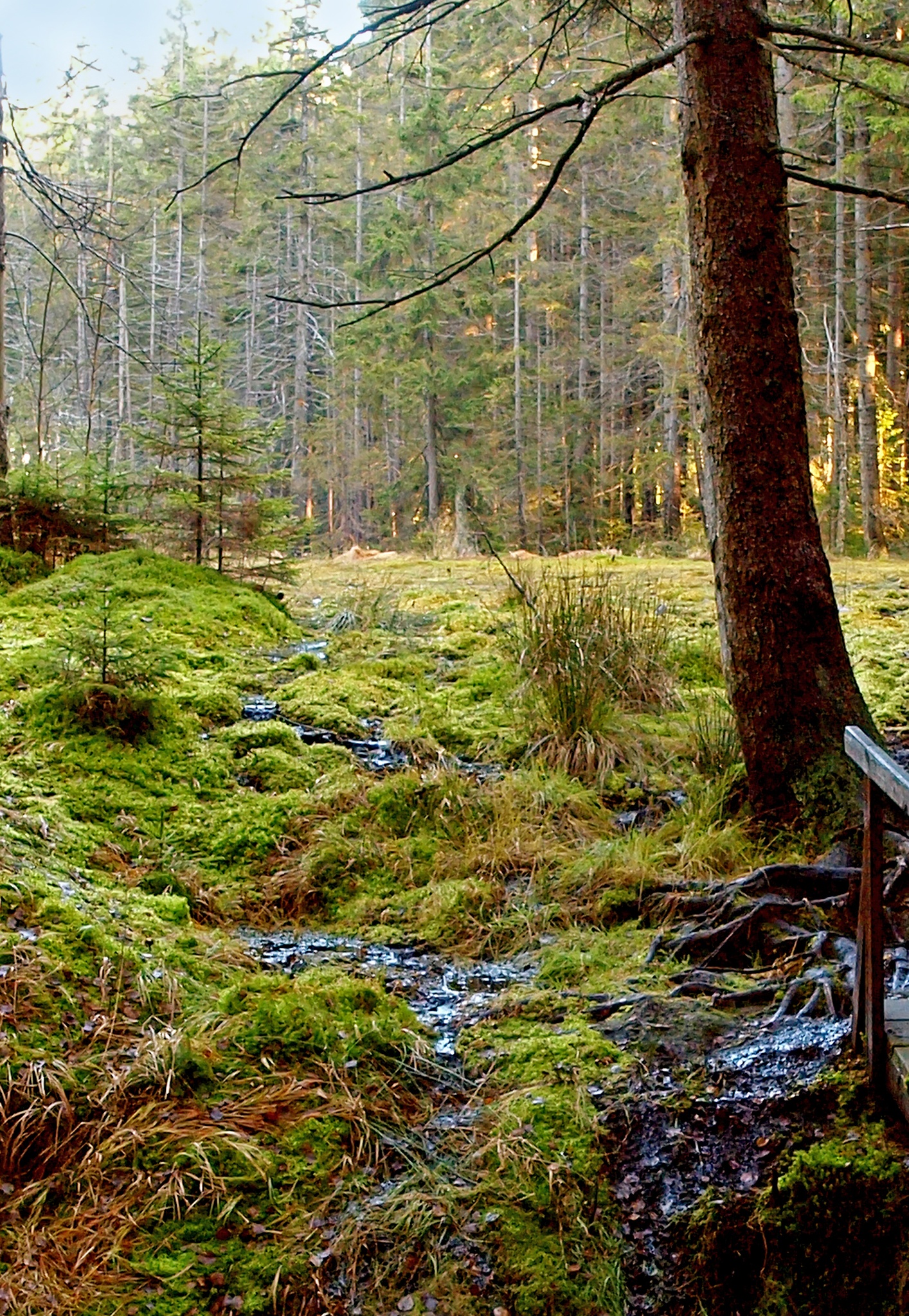 Hochmoor Grünheide – Motiv