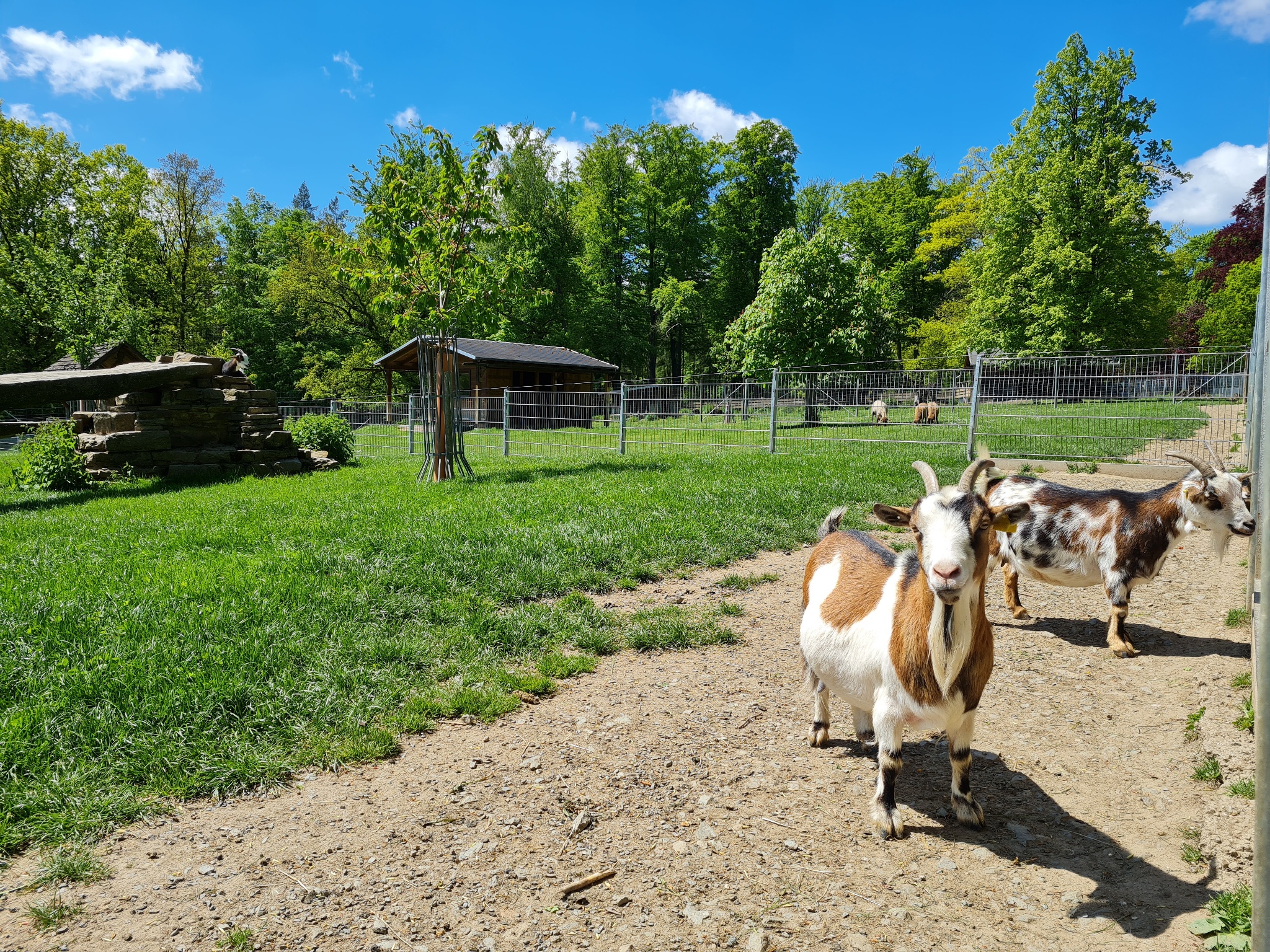 Tiergehege der Stadt Greiz – Motiv