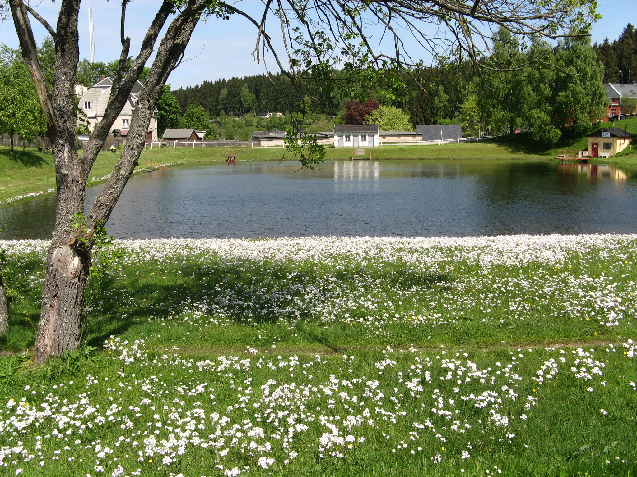 Naturteich Tannenbergsthal – Motiv