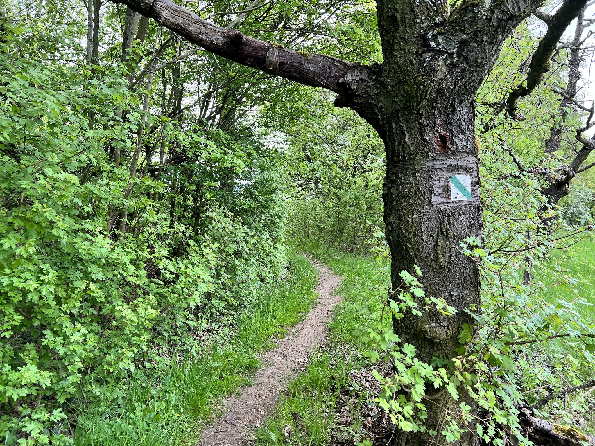 Naturlehrpfad Gera-Süd – Motiv