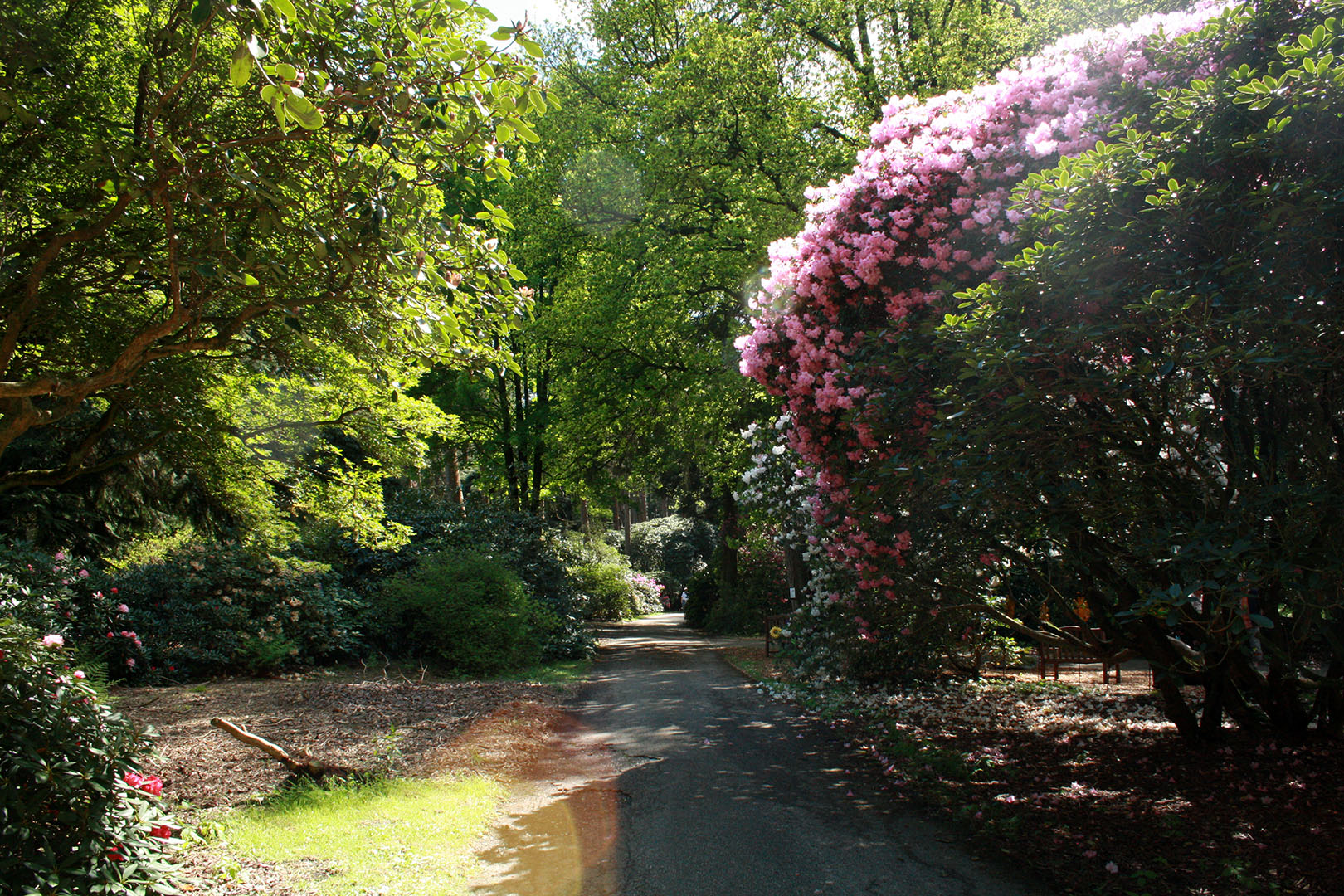 Rhododendronroute