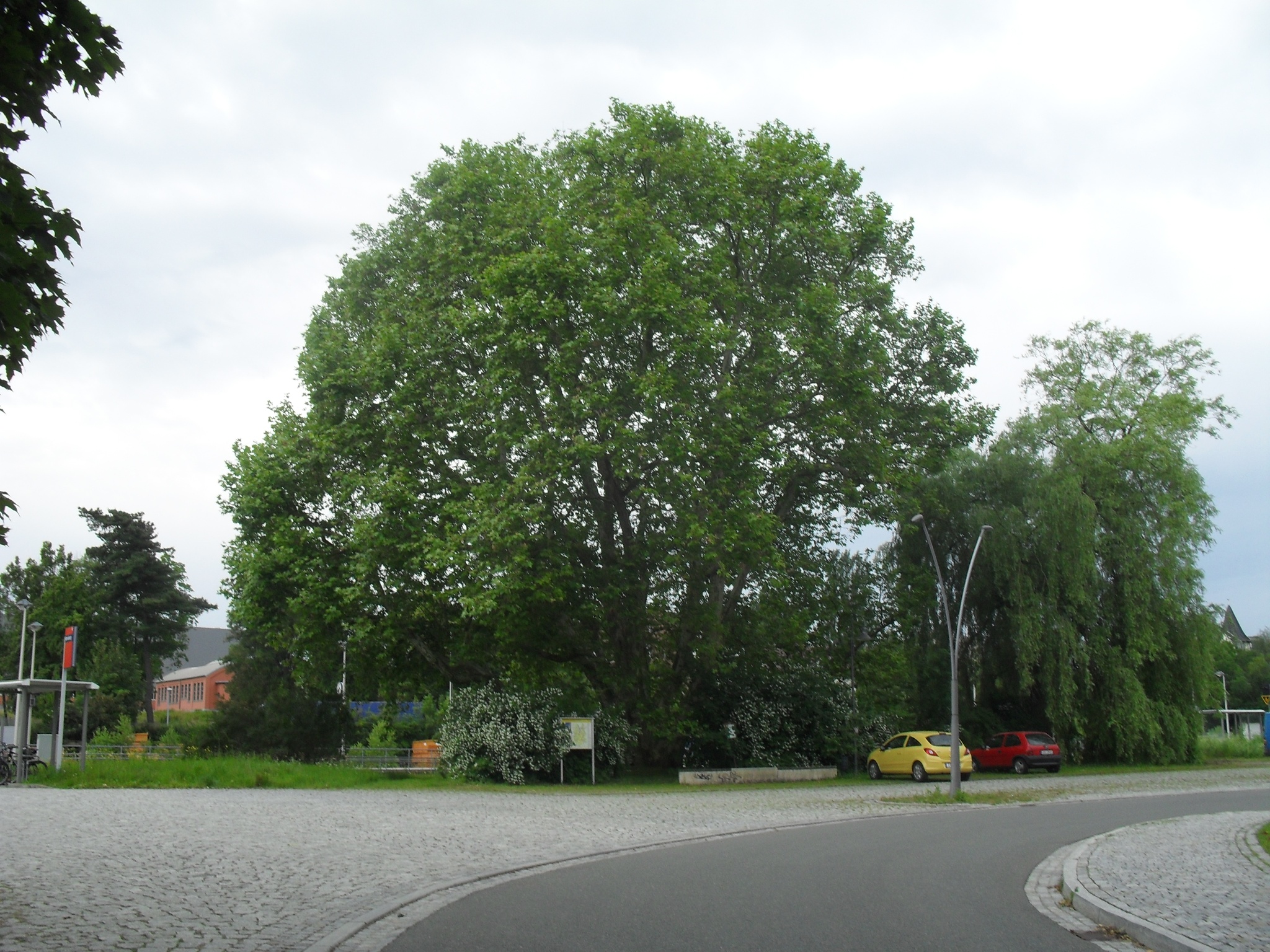 Platane am Ronneburger Bahnhof – Motiv